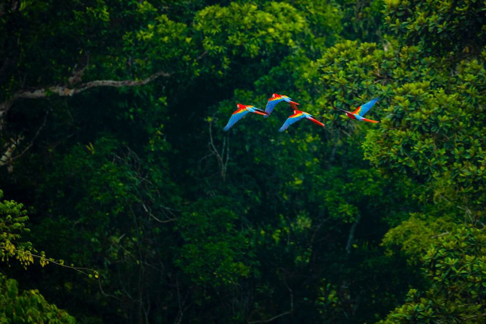 Four scarlet macaws in flight over a dense Amazon rainforest canopy near an amazon jungle lodge brazil, their vivid red, blue, and yellow plumage contrasting against deep green treetops