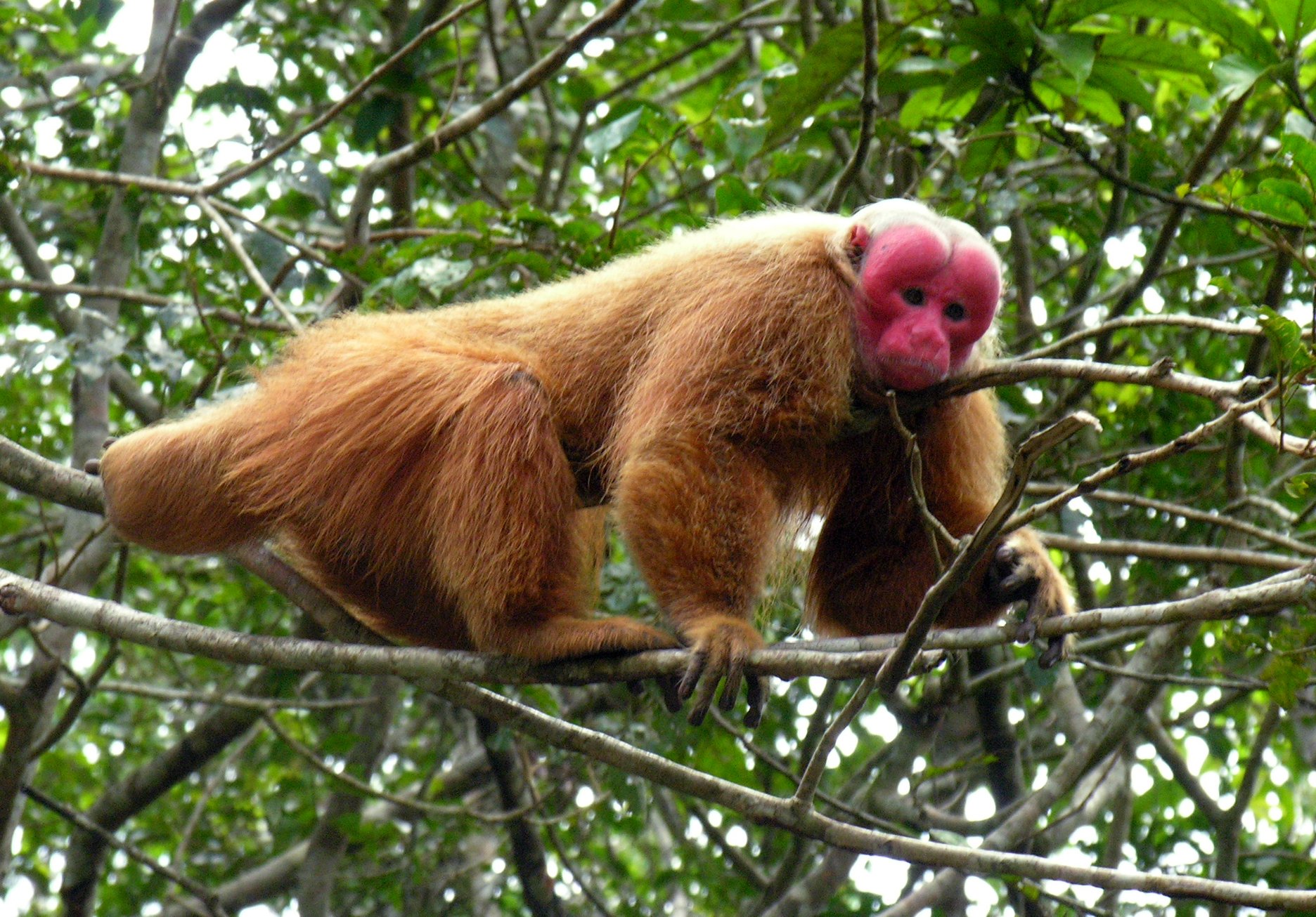 A bald uakari monkey with a vivid crimson face and shaggy orange-brown fur perched on branches in a dense tropical forest canopy, spotted on an amazon rainforest ecolodge trip in brazil