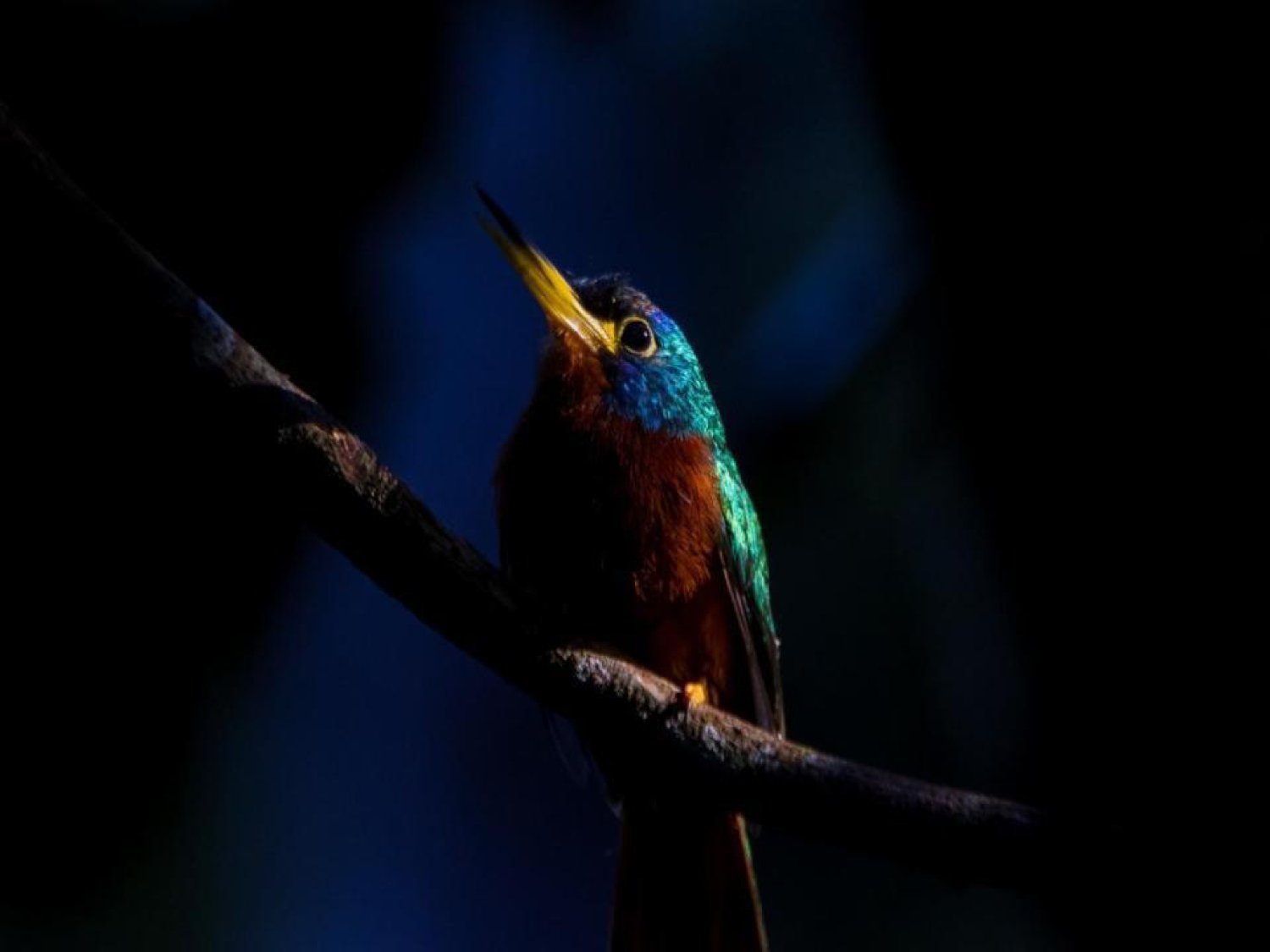 A small jewel-toned bird with a yellow bill, teal crown, and chestnut breast perches on a dark branch during an amazon rainforest ecolodge trip in brazil, set against a near-black background