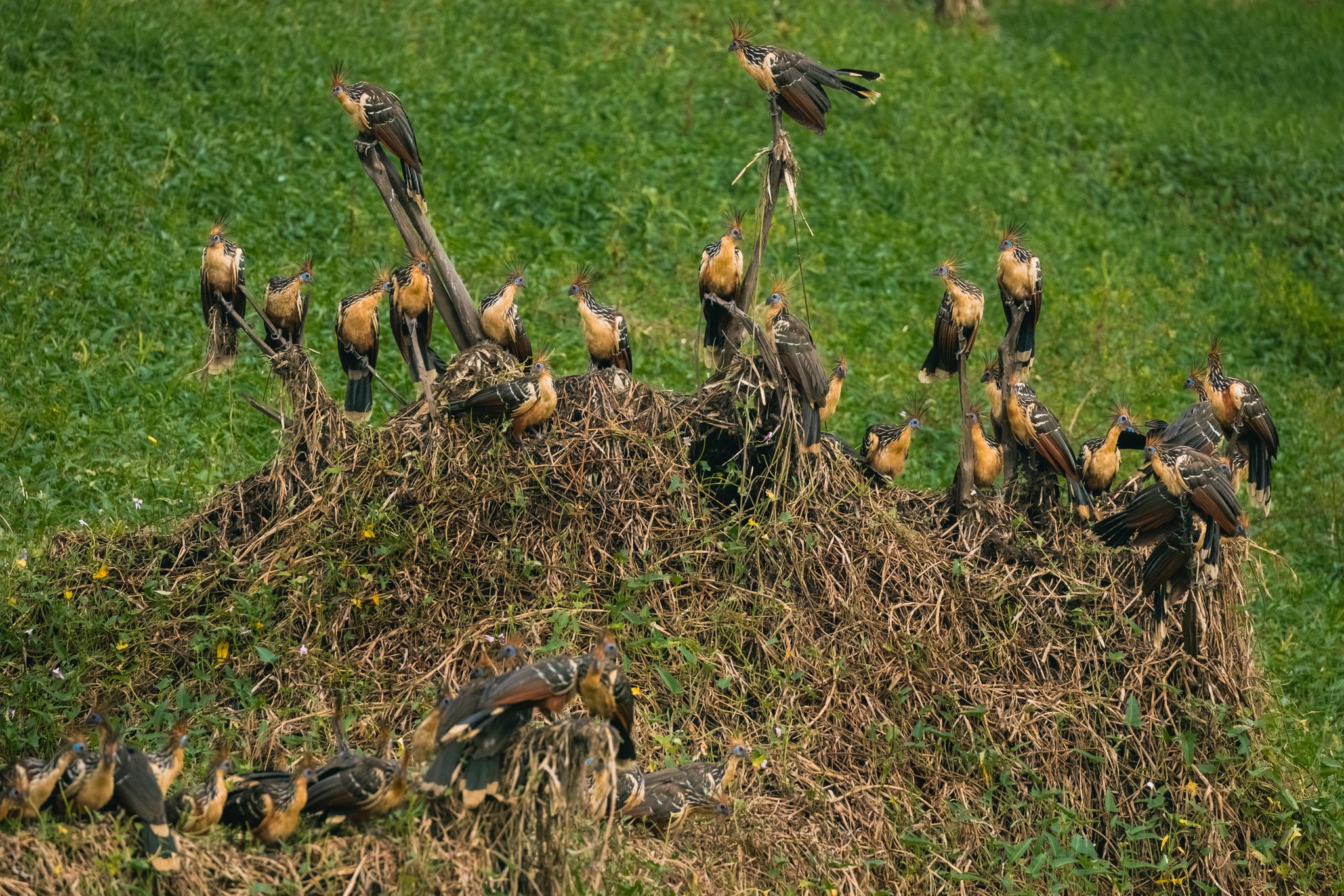 A large colony of hoatzins with distinctive spiky crests and rufous plumage crowding a tangled mound of dry vegetation surrounded by green grass, a striking wildlife encounter on an amazon rainforest ecolodge trip in brazil