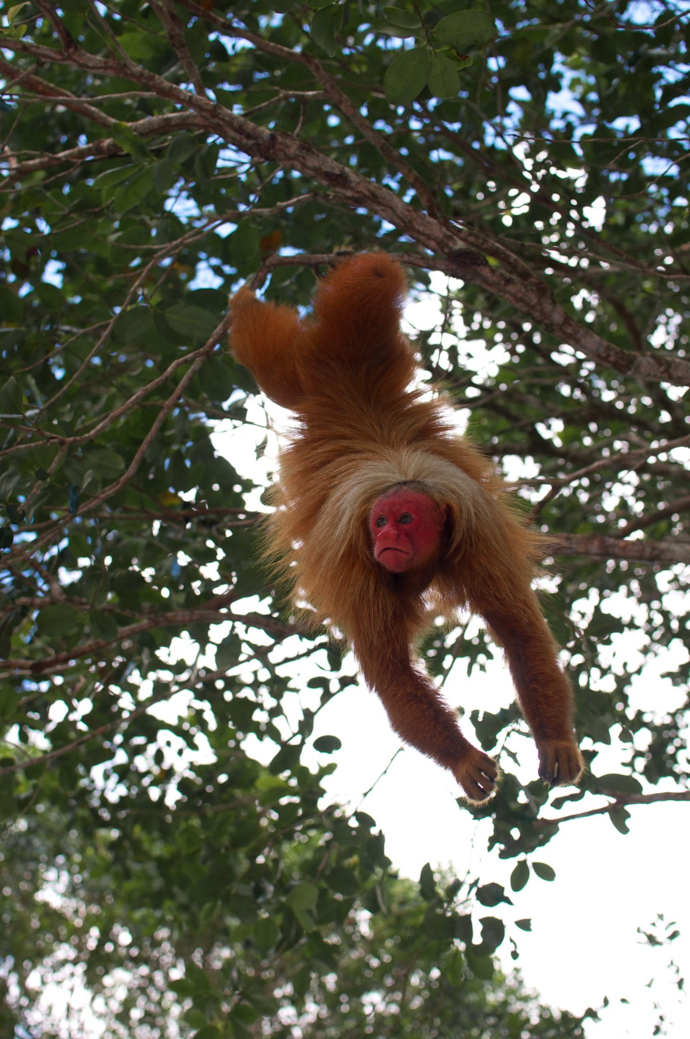 A red-faced uakari monkey hangs upside down from a rainforest canopy branch during an amazon rainforest ecolodge trip in brazil, its golden-orange fur splayed wide and its bare crimson face gazing directly at the camera