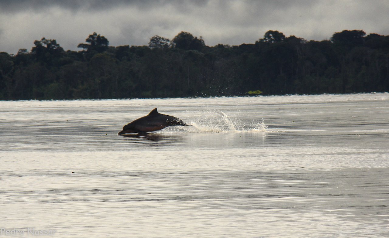 A pink river dolphin leaping from the glassy surface of a wide Amazonian river on this amazon rainforest ecolodge trip in brazil, with dense jungle lining the far bank under a brooding overcast sky