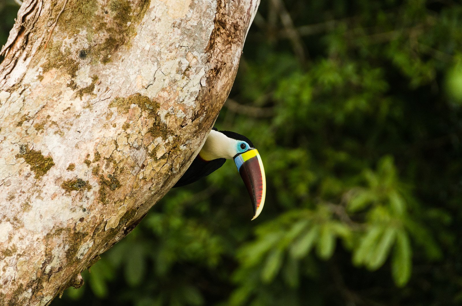 A toucan with a vivid multicolored bill peeks out from a natural tree cavity during an amazon rainforest ecolodge trip in brazil, surrounded by lush green foliage