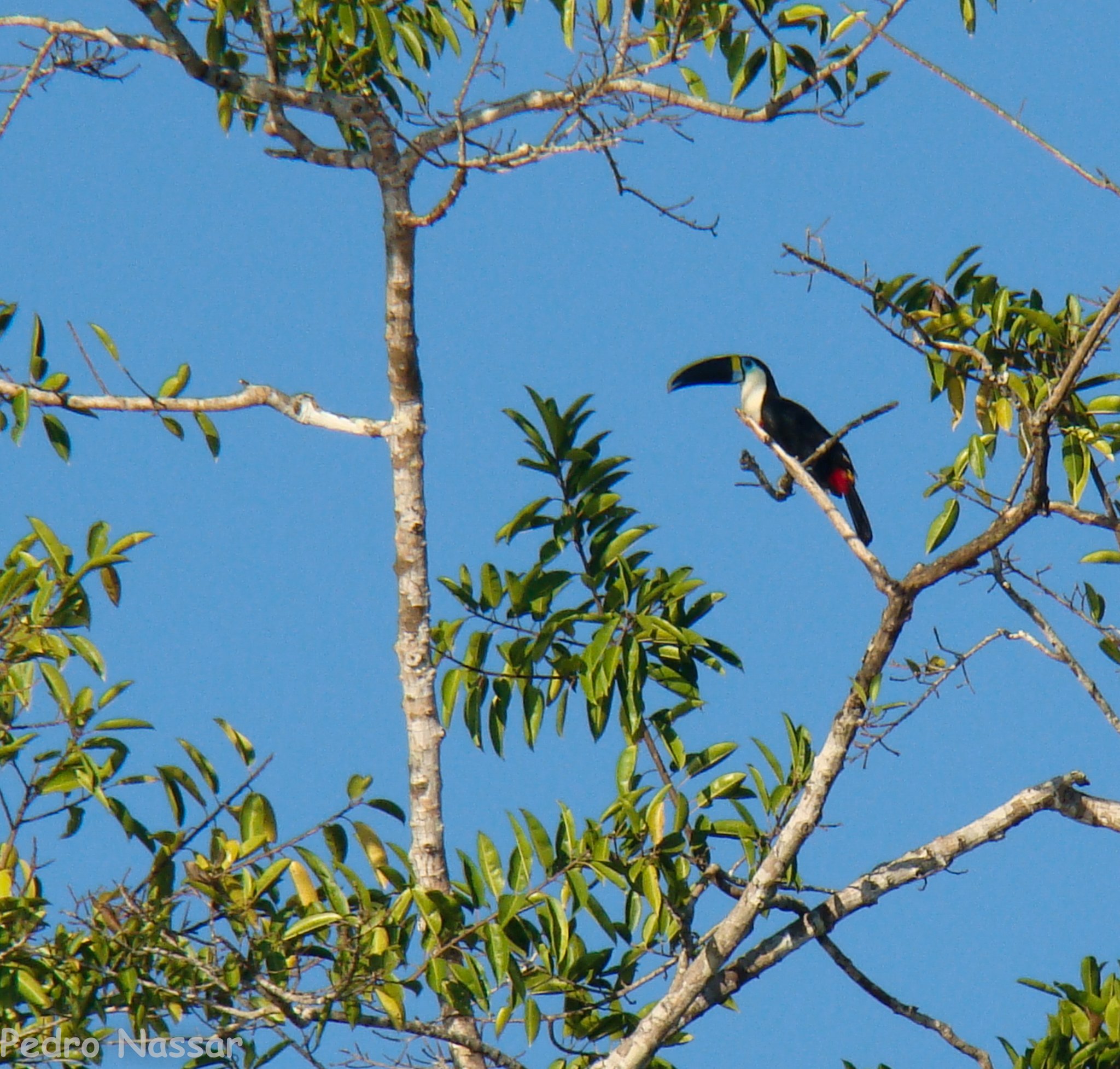 A toucan with a large curved bill and red undertail perches on a bare branch high in the rainforest canopy against a clear blue sky, spotted during an amazon rainforest ecolodge trip in brazil
