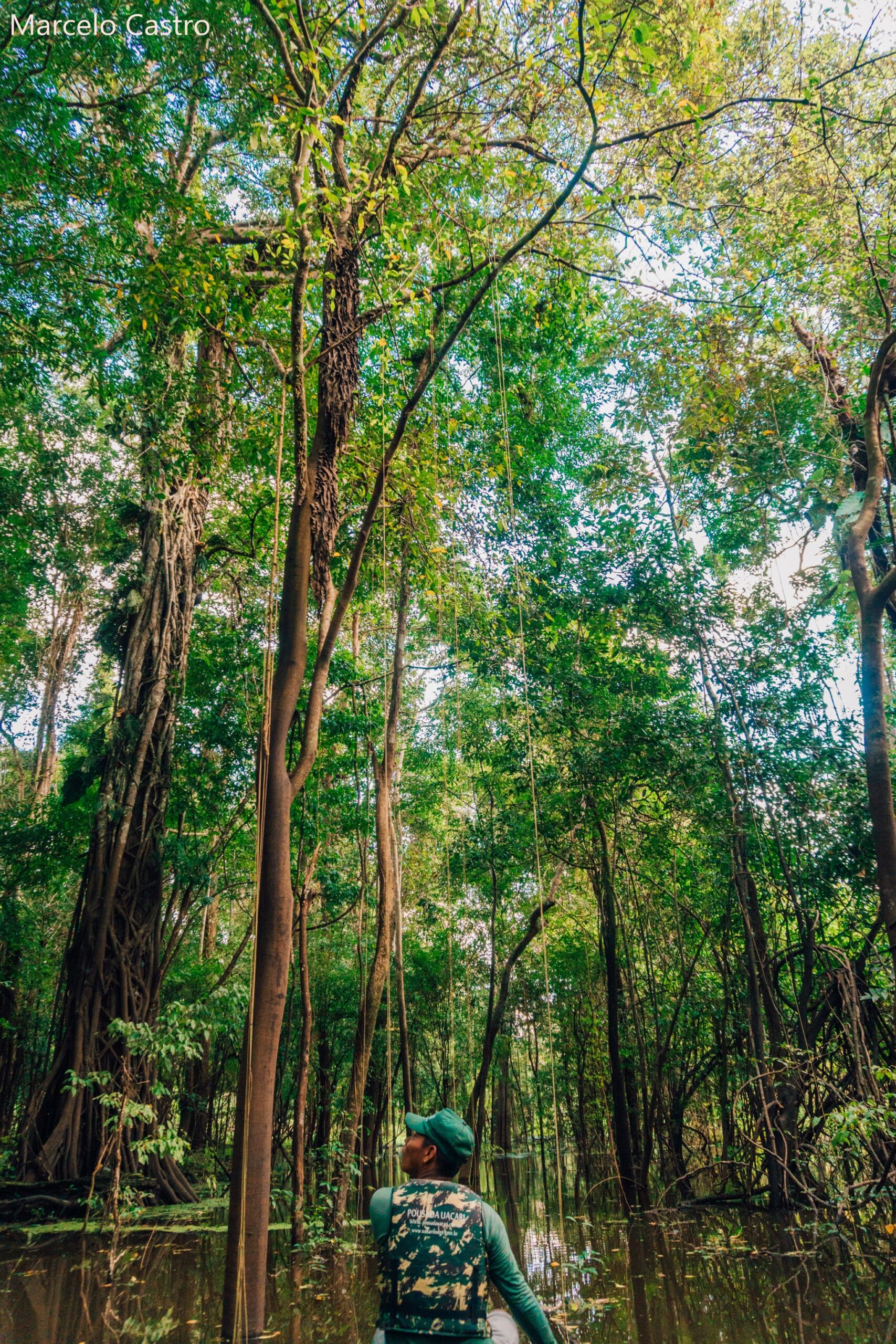 A guide in a life vest gazes up at towering trees rising from flooded igapó forest on an amazon rainforest ecolodge trip in brazil, long aerial roots and hanging lianas framing the canopy above