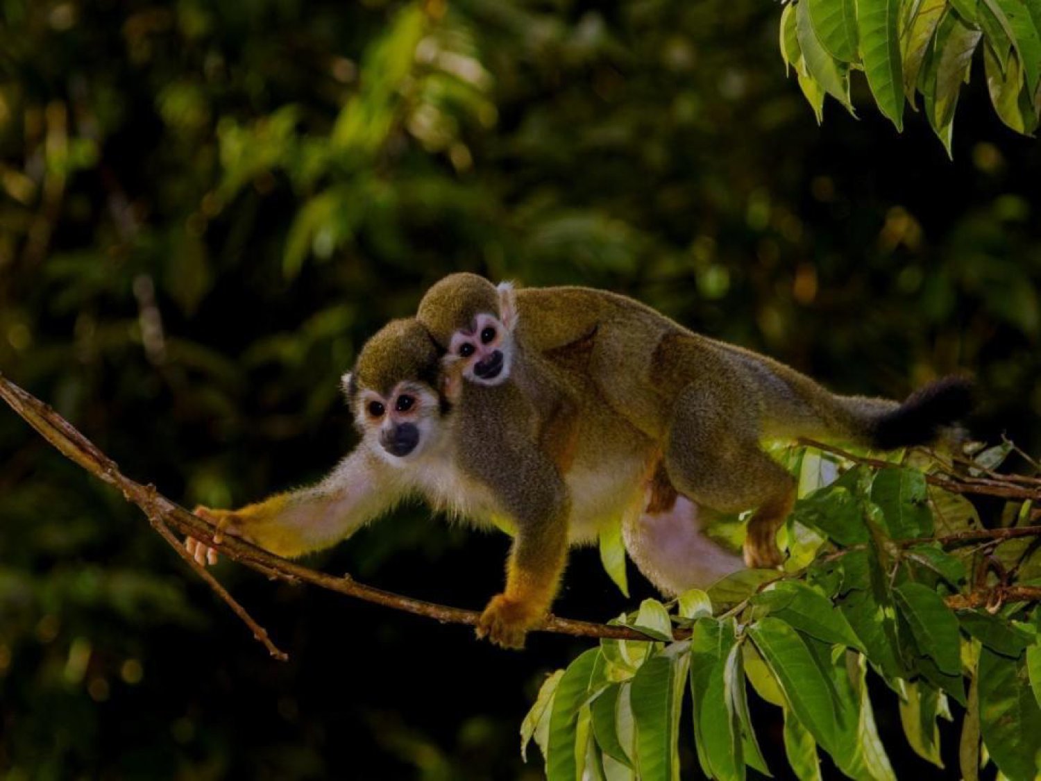 A squirrel monkey mother carries her clinging infant along a slender branch during an amazon rainforest ecolodge trip in brazil, surrounded by dense green canopy