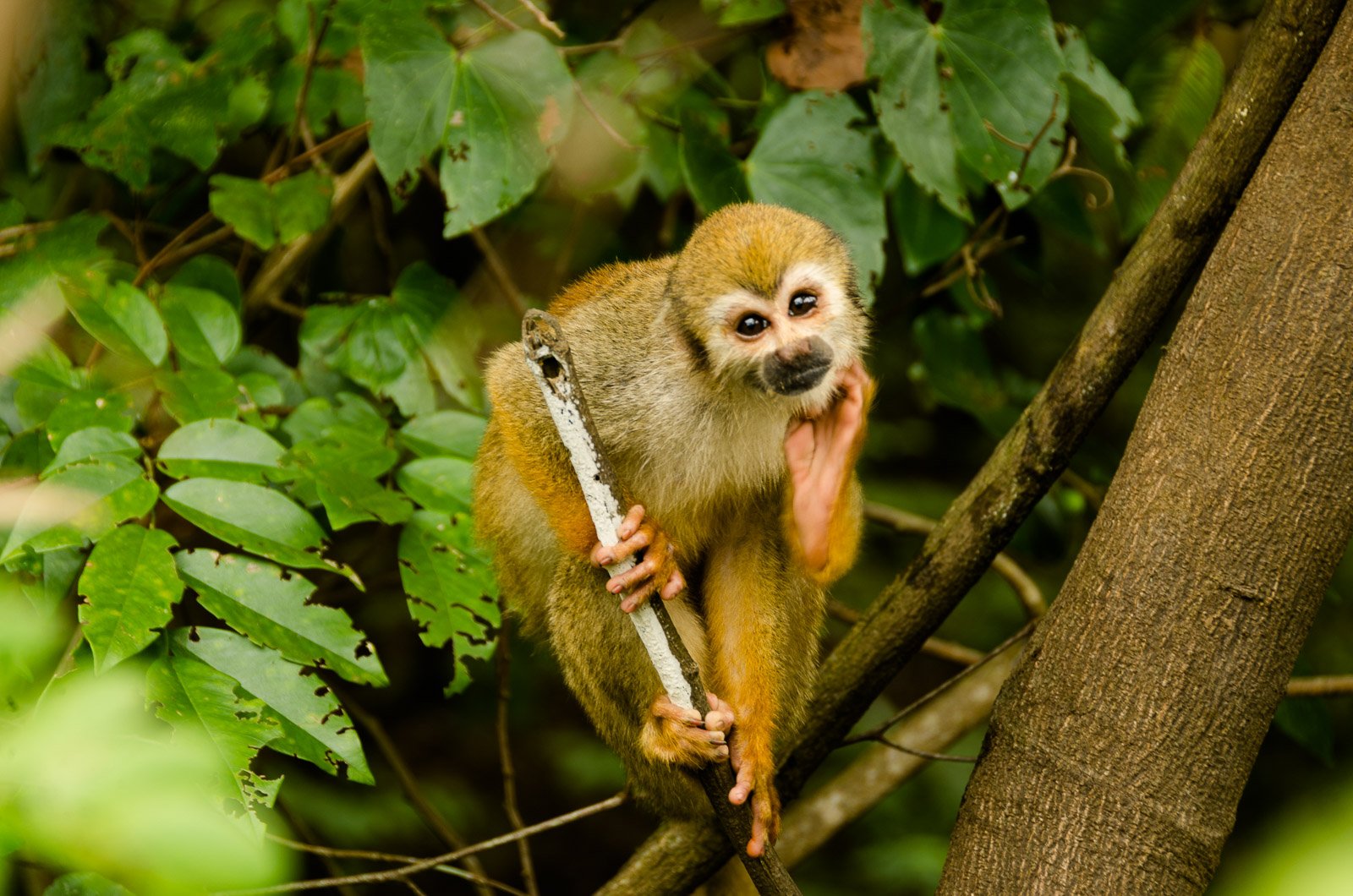 A small golden-furred squirrel monkey grips a branch with both hands and feet amid lush green tropical foliage, encountered on an amazon rainforest ecolodge trip in brazil