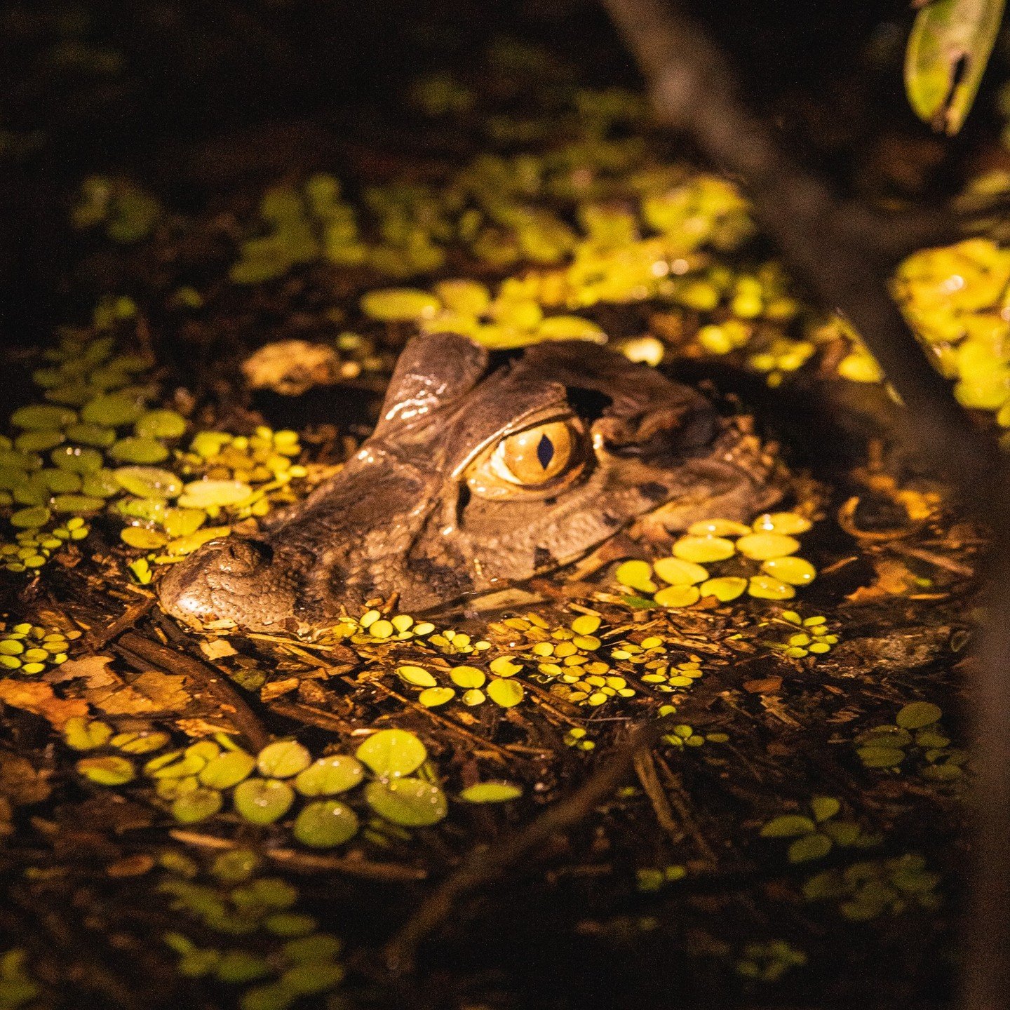 Just the eye — motionless, ancient, watching from beneath a carpet of duckweed. A caiman's head emerging from dark water covered in floating aquatic plants during an Amazon River Cruise Brazil night safari, its golden vertical-slit eye glowing in the torchlight