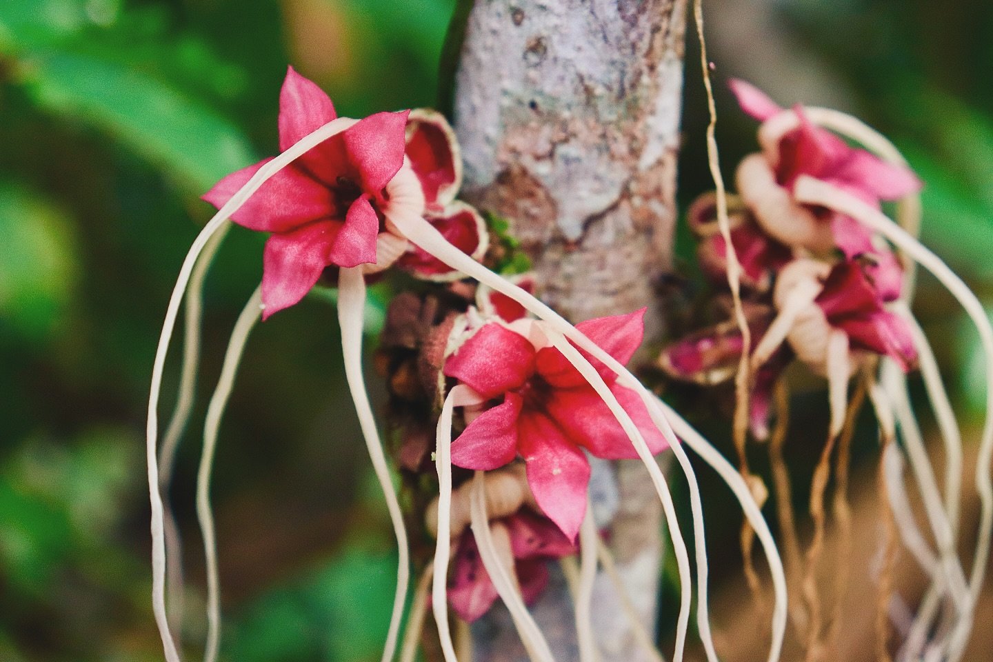 Magenta blooms with ribbon-like stamens — the rainforest shows off in the most unexpected places. Clusters of vivid magenta cauliflorous flowers with long trailing cream stamens bloom directly from a tree trunk during an Amazon River Cruise Brazil expedition