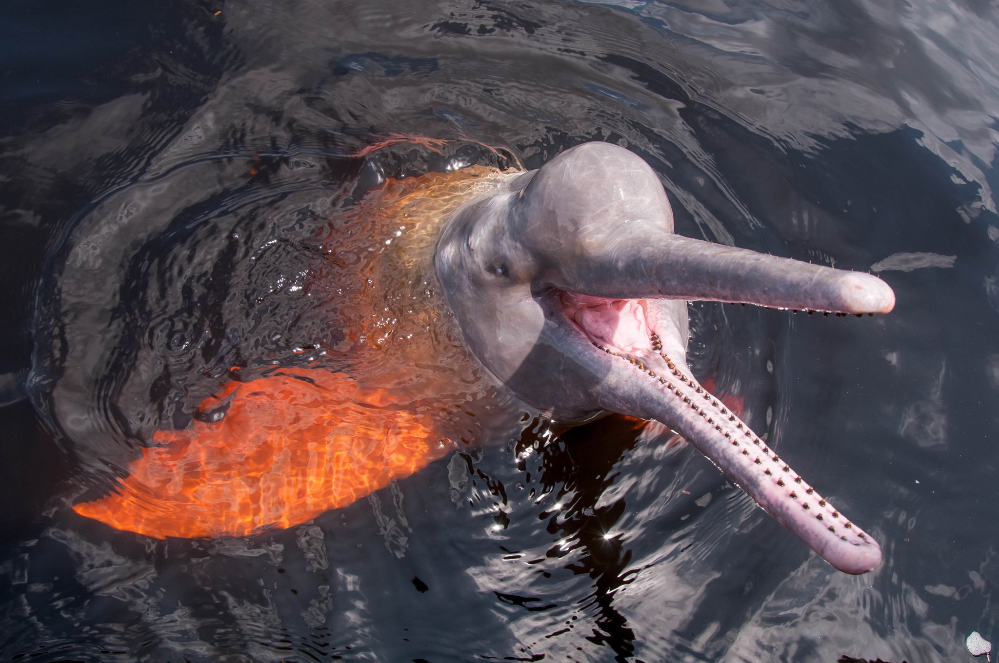 Ancient, nearly blind, and navigating by sonar — the boto rises to say hello. Photo: EriCatarina A pink river dolphin surfaces from dark Amazon waters on an Amazon River Cruise Brazil, its long tooth-studded beak open wide and a warm amber light glowing beneath the surface