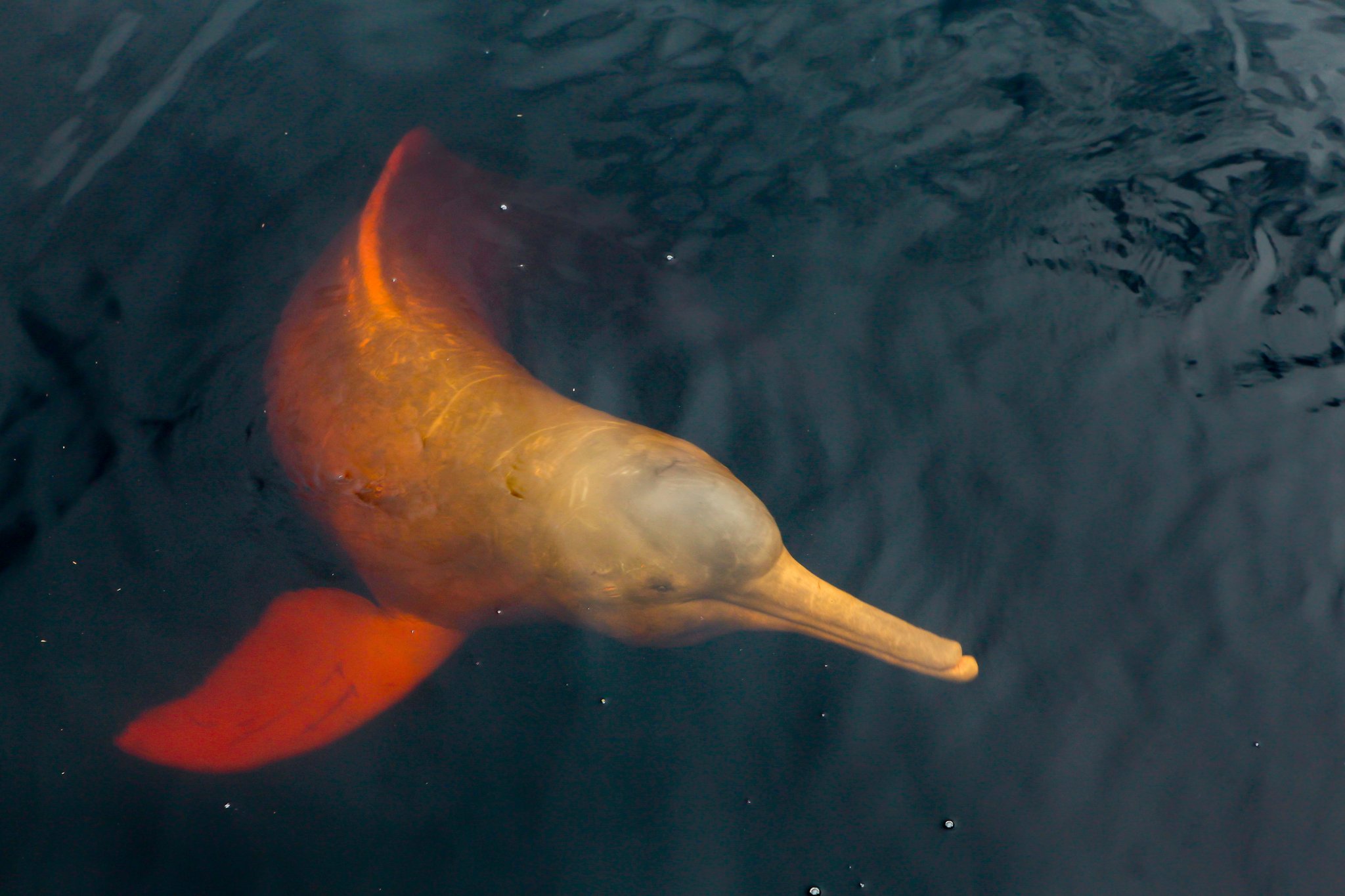 Pink and luminous — the boto surfaces like a living ember. Photo: Paralaxis A pink river dolphin glows orange and gold just beneath the dark water surface during an Amazon River Cruise Brazil encounter, its long beak and rounded melon clearly visible from above