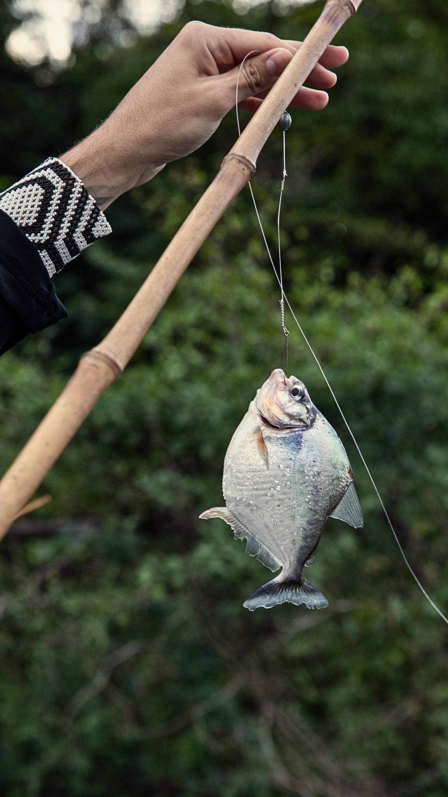 Caught on a bamboo rod — piranha fishing on the Rio Negro. A hand wearing a beaded bracelet holds a bamboo fishing rod with a freshly caught piranha dangling on the line during an Amazon River Cruise Brazil activity