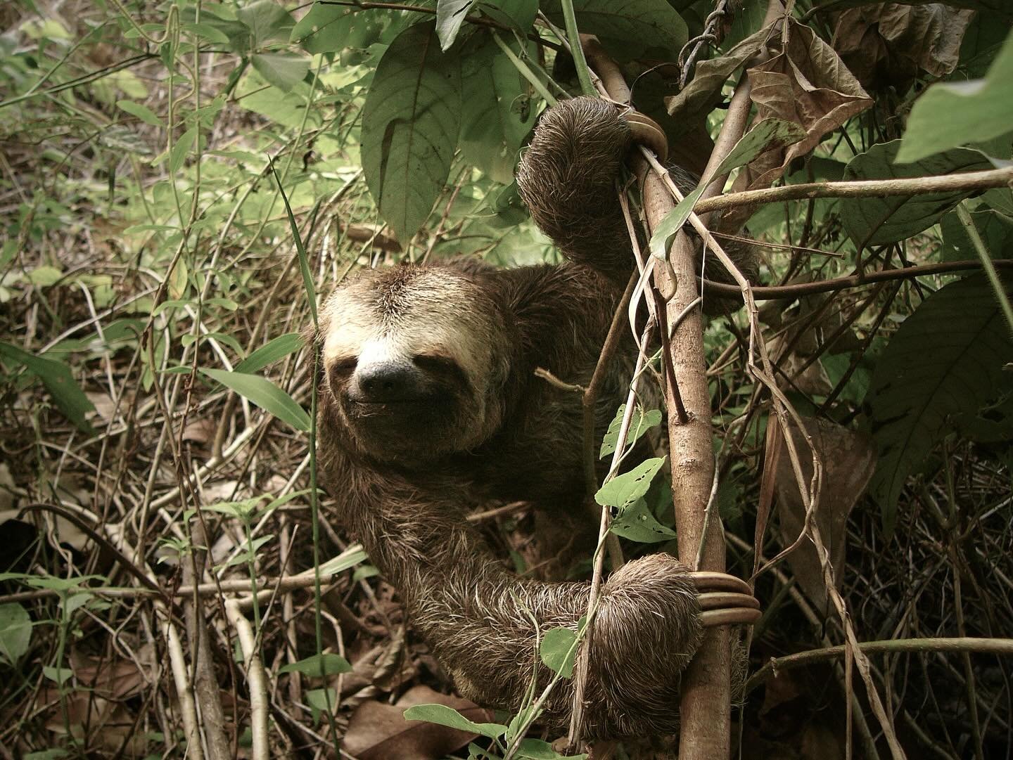 A three-toed sloth gripping low branches in dense tropical undergrowth during an Amazon River Cruise Brazil wildlife encounter