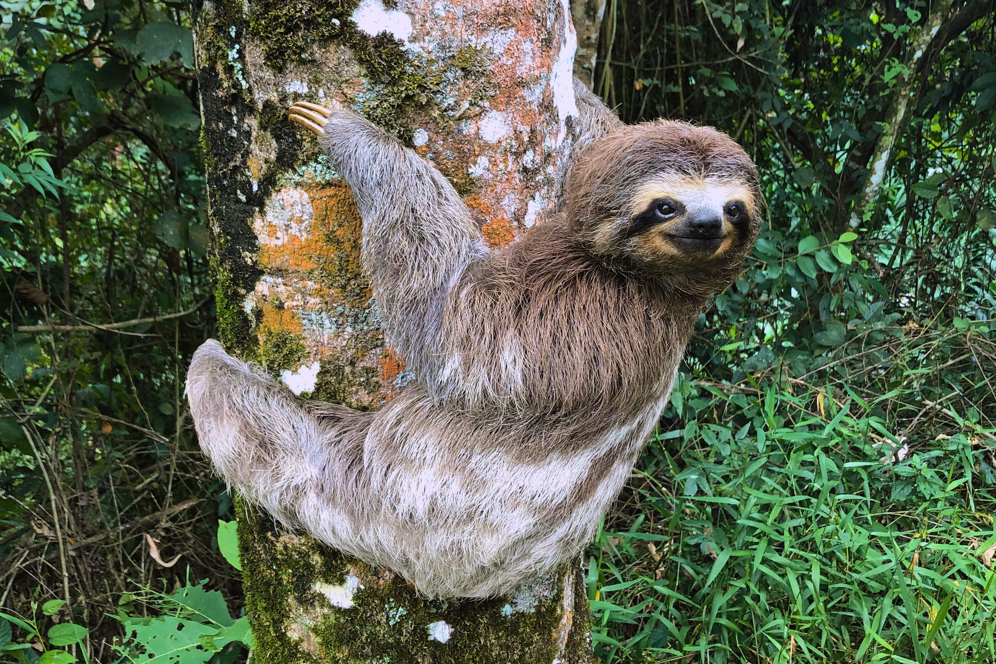 Slow, deliberate, impossible to look away from. A three-toed sloth clinging to a lichen-covered tree trunk and looking directly at the camera during an Amazon River Cruise Brazil wildlife encounter
