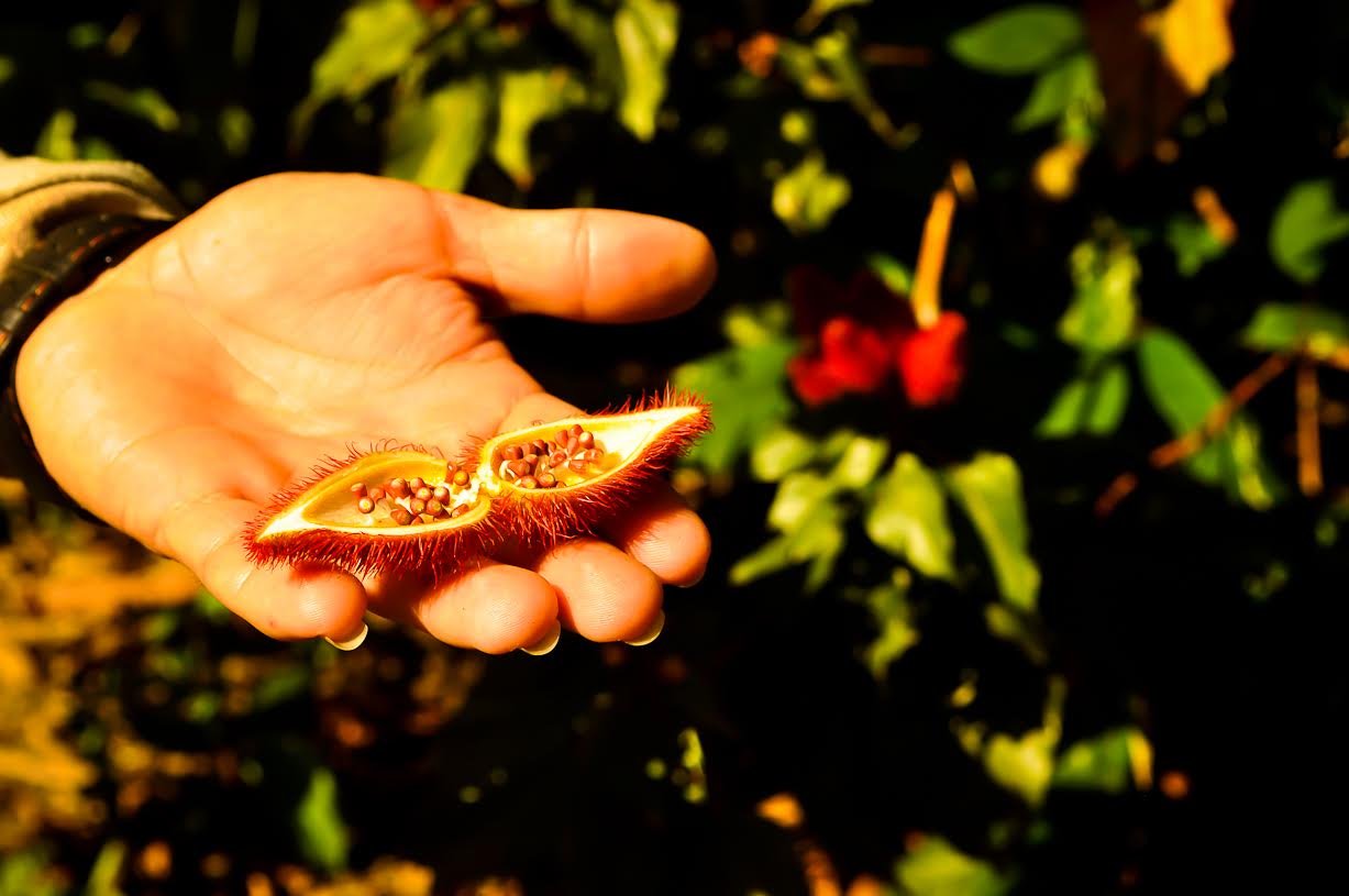A hand holds an open spiky red achiote seed pod revealing bright orange seeds inside, during an Amazon survival tour plant identification lesson