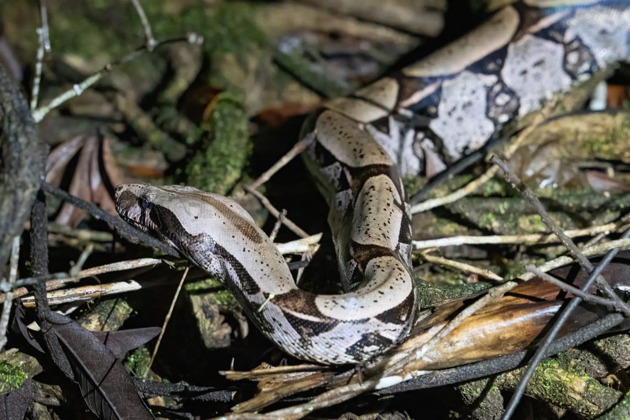 A large boa constrictor coiled among dry leaves, twigs, and mossy branches on the forest floor during an Amazon survival tour