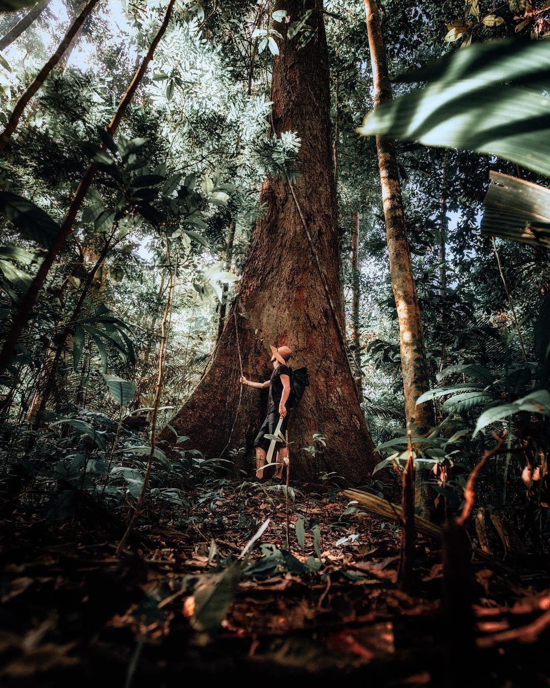 A traveller wearing a straw hat presses against the massive buttressed trunk of a giant rainforest tree during an Amazon survival tour, dwarfed by its scale beneath a dense green canopy