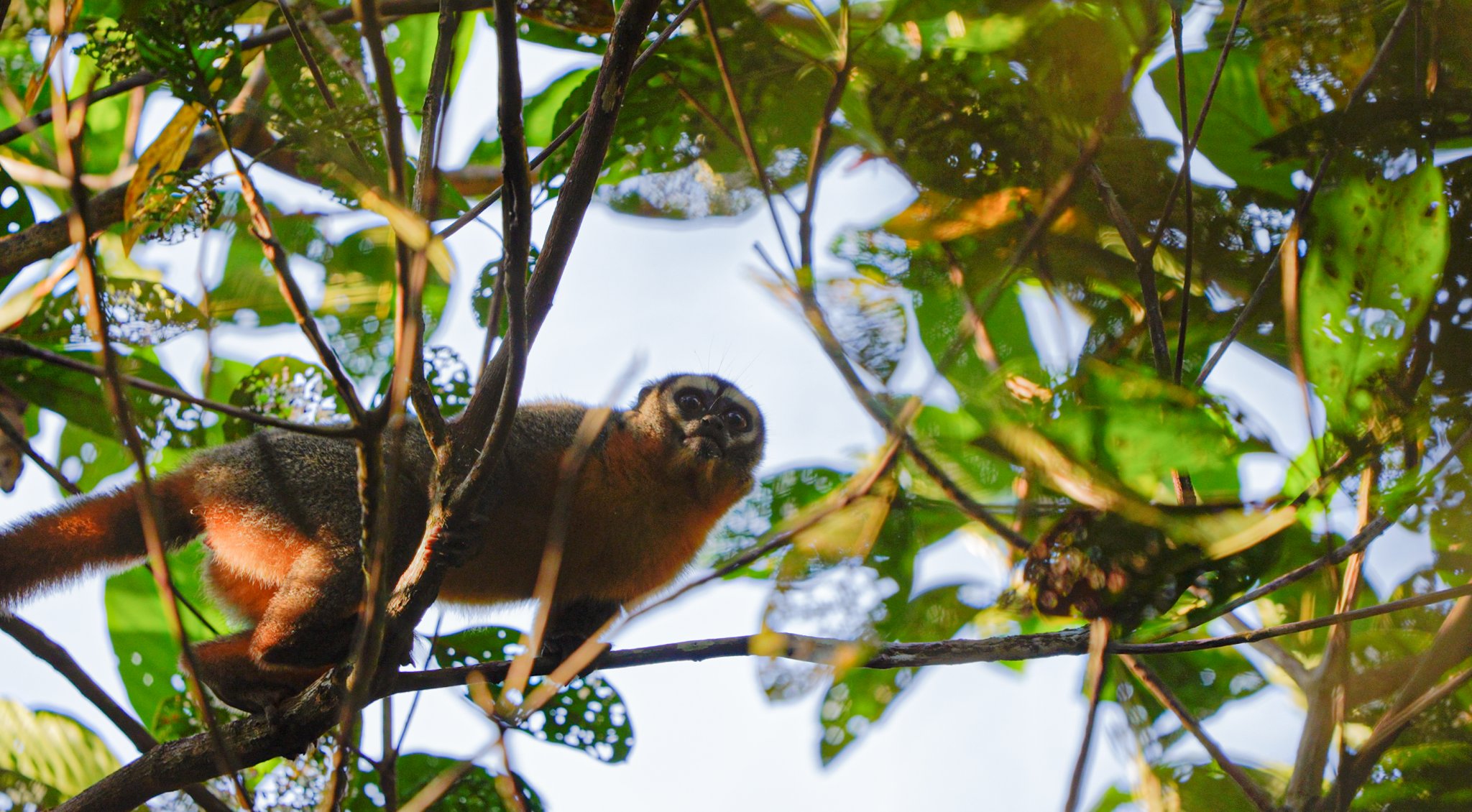 A wide-eyed, rust-and-grey nocturnal monkey peers down from a tangle of branches in the Amazon jungle canopy