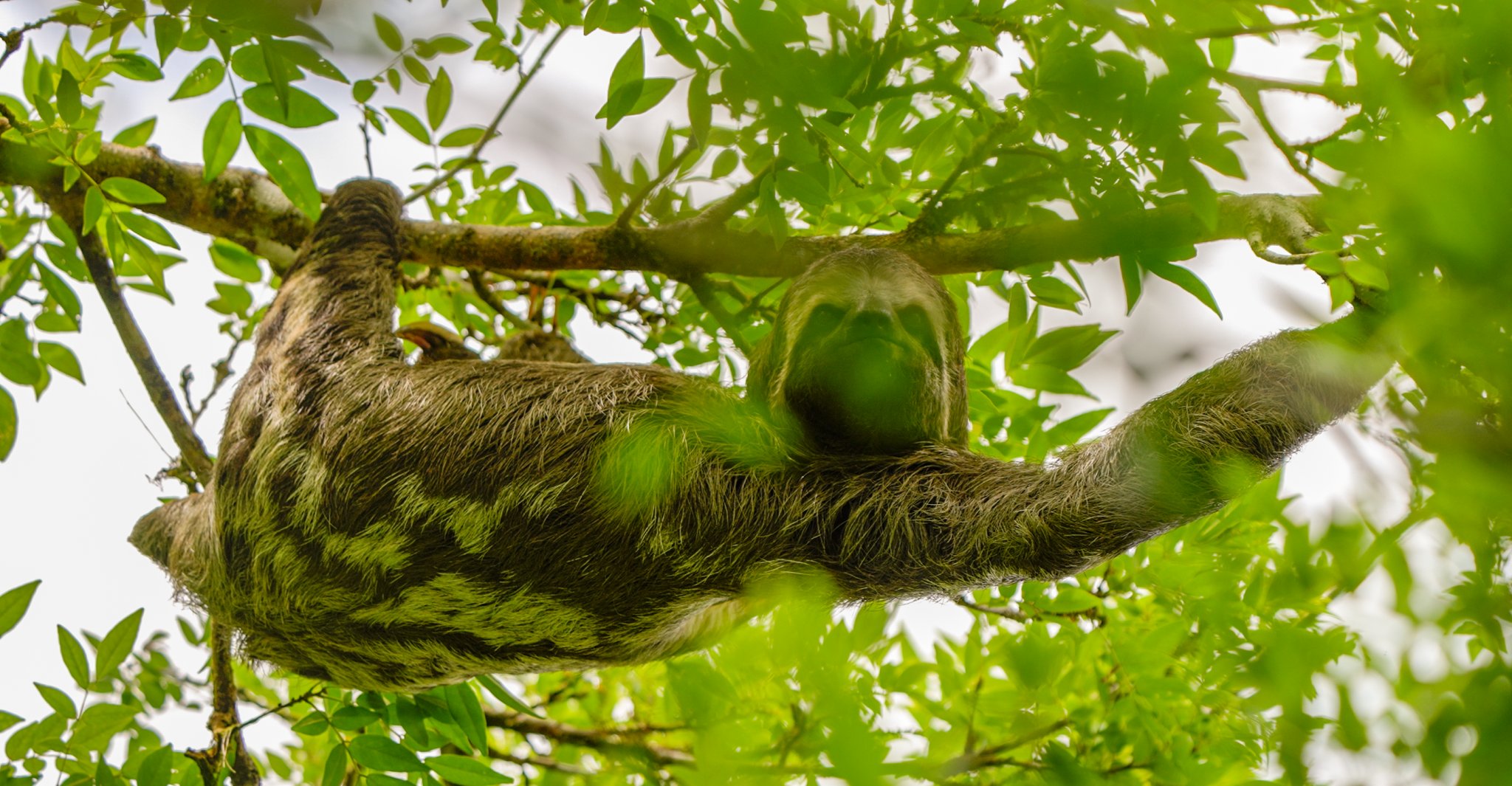 A three-toed sloth with algae-tinted green fur clinging upside down to a tree branch in the Amazon jungle canopy, seen from below
