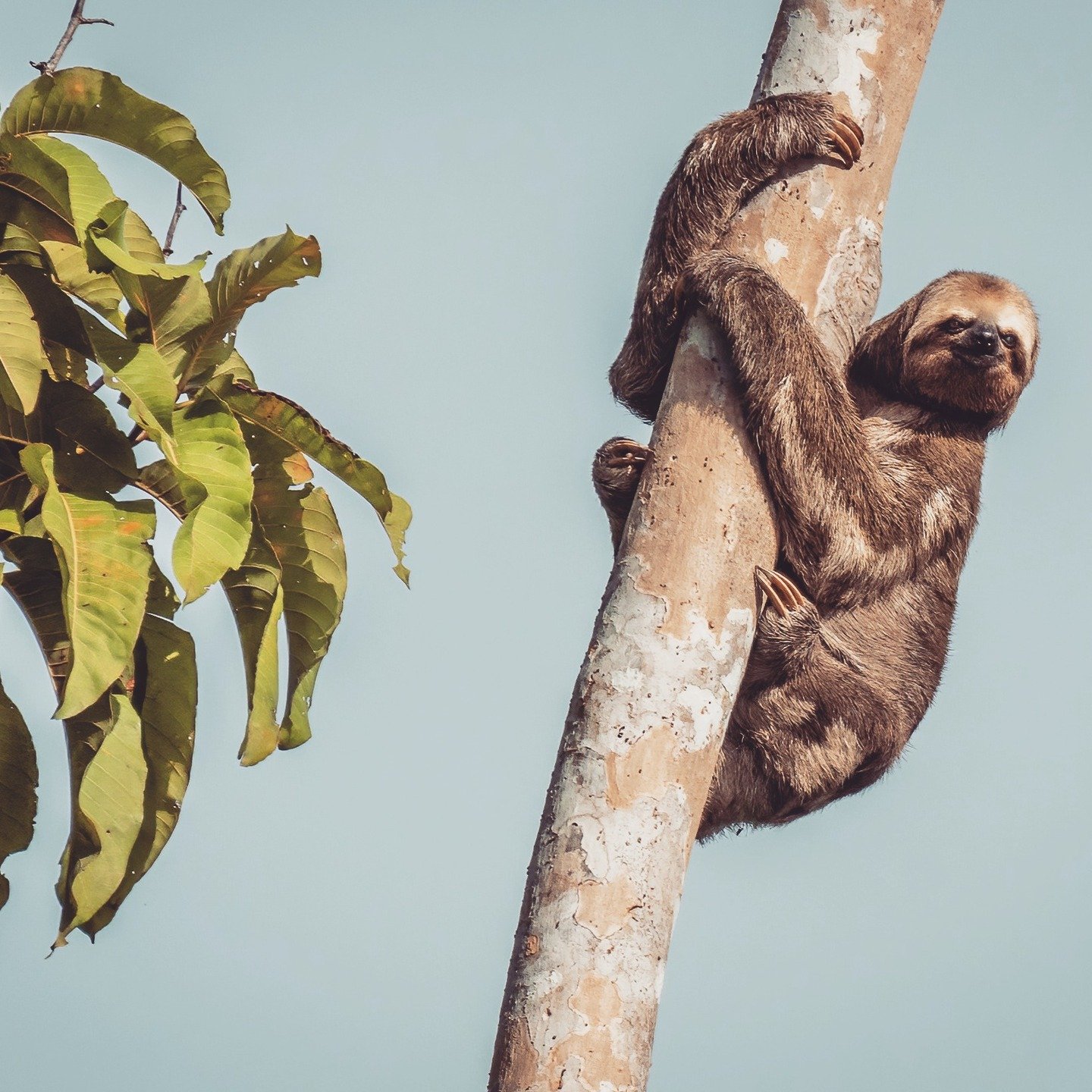 A three-toed sloth clinging to a bare tree trunk against a pale blue sky, with a tiny infant visible tucked against its belly — a rare wildlife sighting on an Amazon survival tour