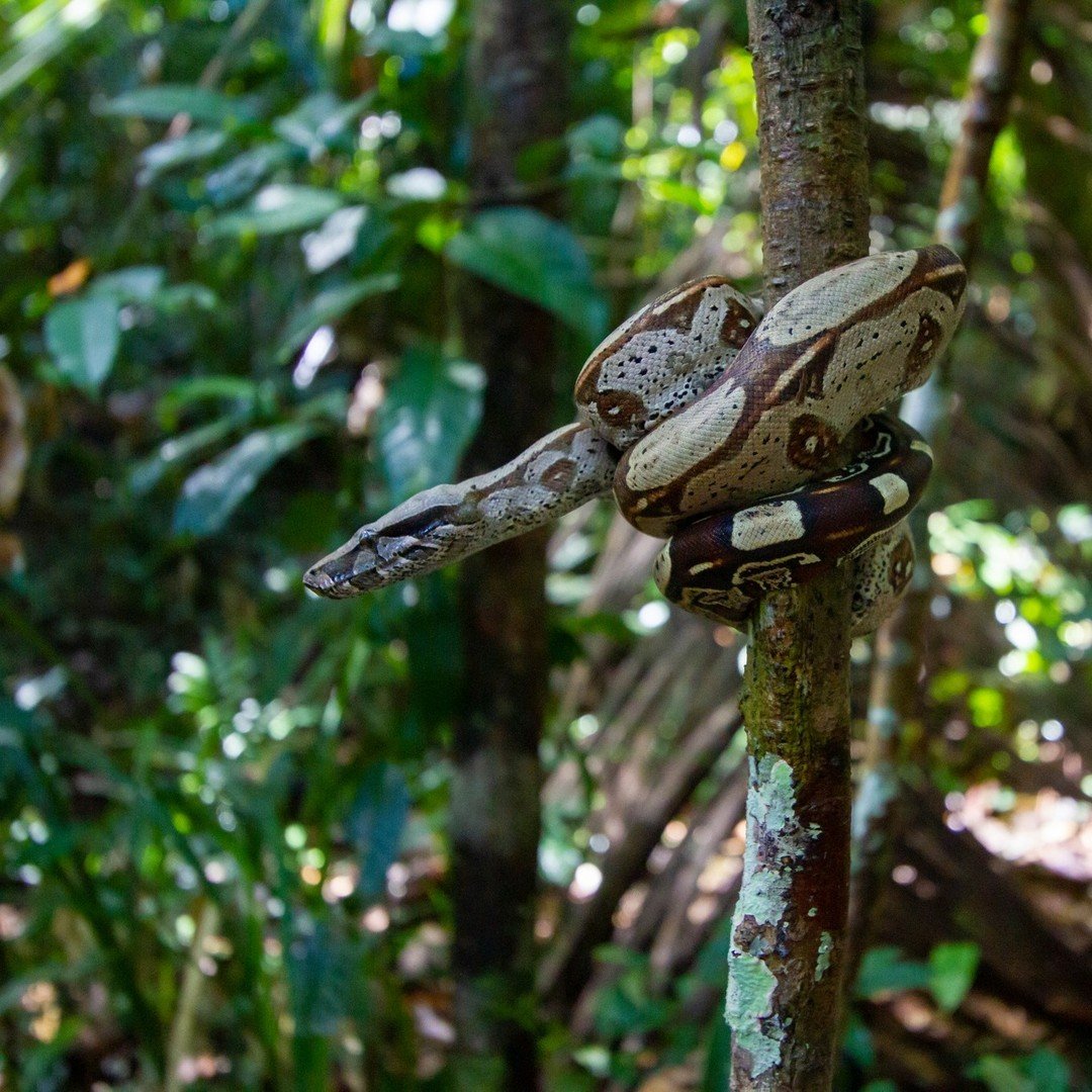 Coiled and unhurried, a boa constrictor owns the understory. A large boa constrictor coiled tightly around a slender tree trunk in a dense tropical rainforest, its cream and brown patterned scales clearly visible against the green jungle backdrop — a striking wildlife encounter on an Amazon trek and survival tour