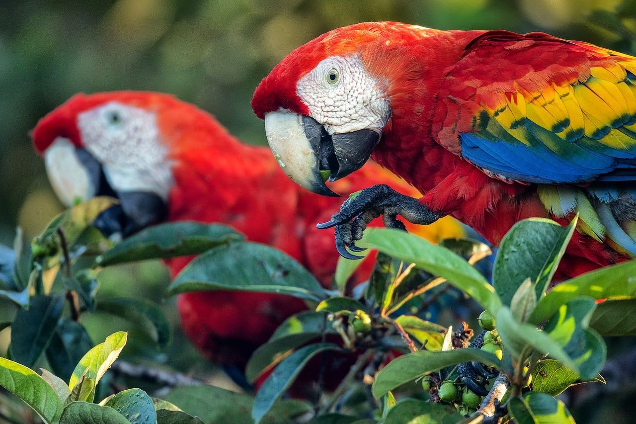 Scarlet macaws share a treetop meal, unhurried and impossibly bright. Two scarlet macaws with vivid red, yellow, and blue plumage foraging among green leaves on an Amazon trek and survival tour