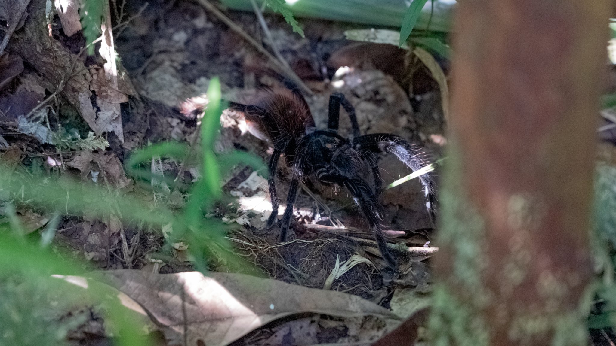 Eight legs, infinite patience — the forest floor belongs to giants. A large dark hairy tarantula rests among leaf litter and roots on the forest floor during an Amazon trek and survival tour
