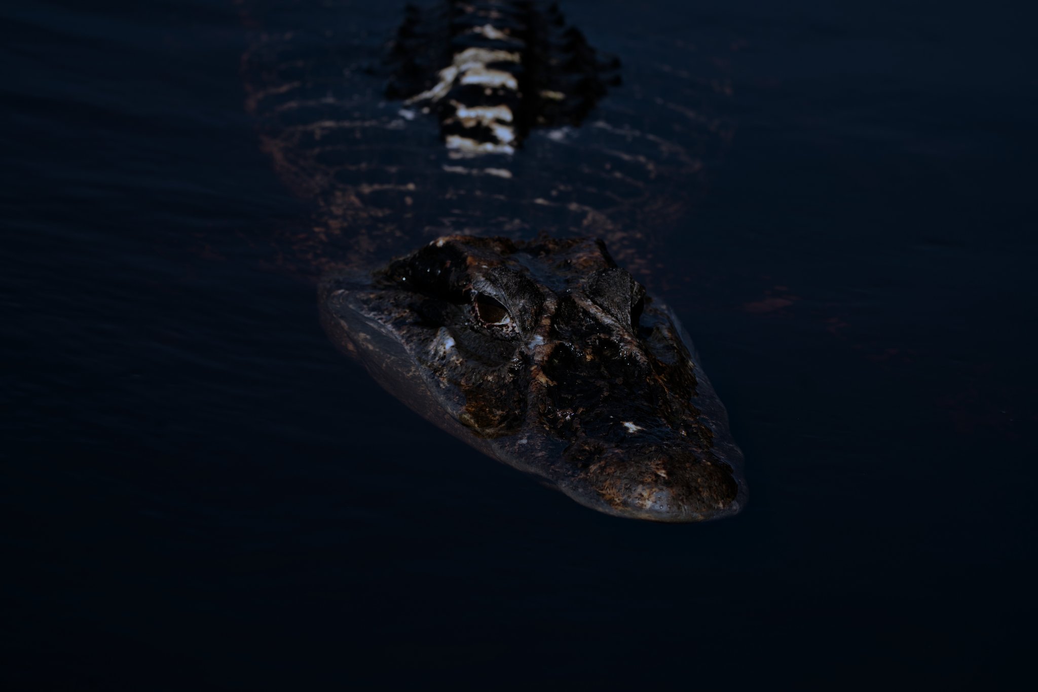 Ancient, patient, and utterly at home in the dark. A caiman glides silently across dark water at night, its rugged head and banded tail visible just above the surface during an Amazon trek and survival tour