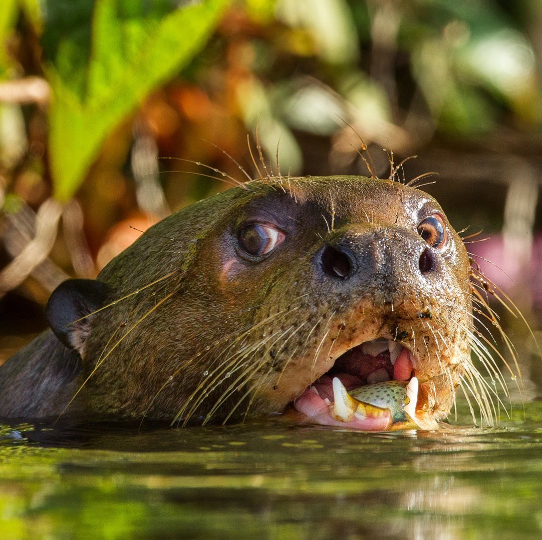 Fresh catch, no fishing rod required. A giant otter surfaces mid-water on an Amazon trek and survival tour, gripping a small fish tightly between its teeth, lush green vegetation blurred in the background