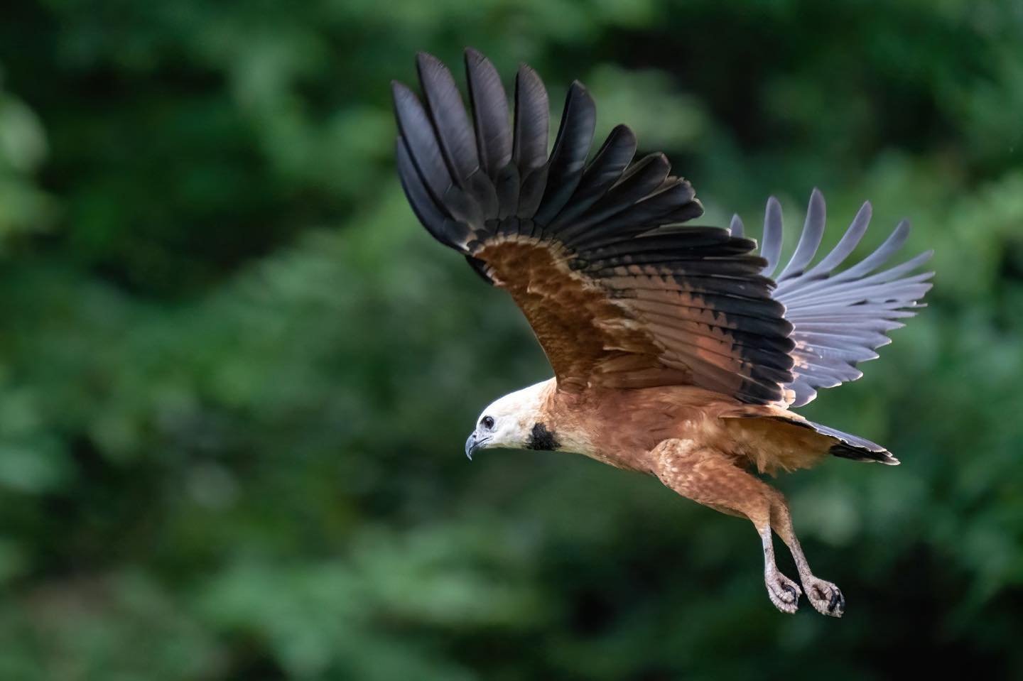 Wings fully open, talons tucked — the rainforest's aerial hunters are never far away. A large raptor with rich chestnut plumage and dark wingtips soars with wings fully spread against a blurred green canopy — a striking wildlife encounter on an Amazon trek and survival tour