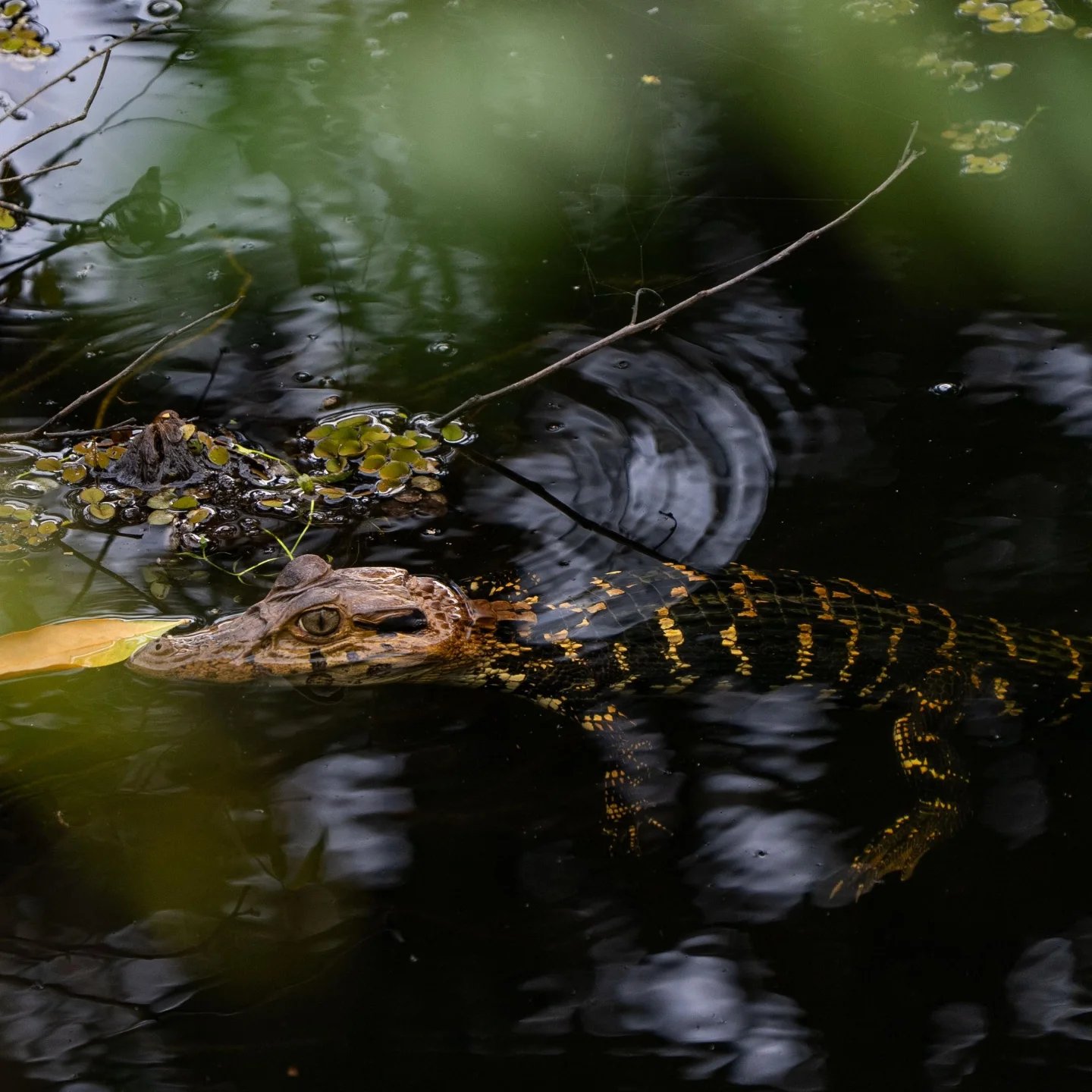 A juvenile caiman with bold yellow-and-black banded scales glides half-submerged through dark, duckweed-speckled water during an Amazon trek and survival tour