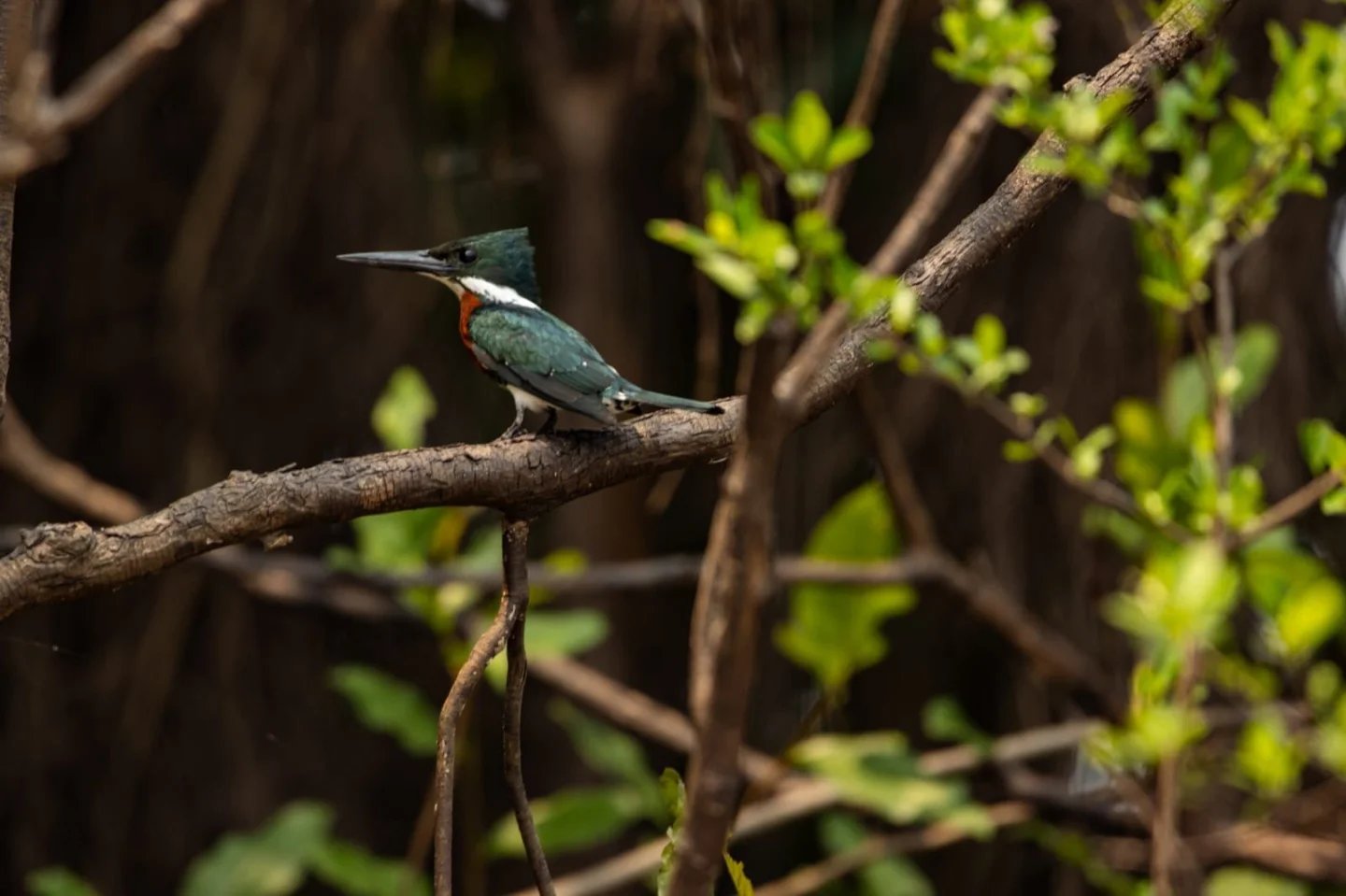 Still as a statue, scanning the water below. A teal-and-rufous kingfisher perched on a bare branch amid tangled riverine vegetation during an Amazon trek and survival tour