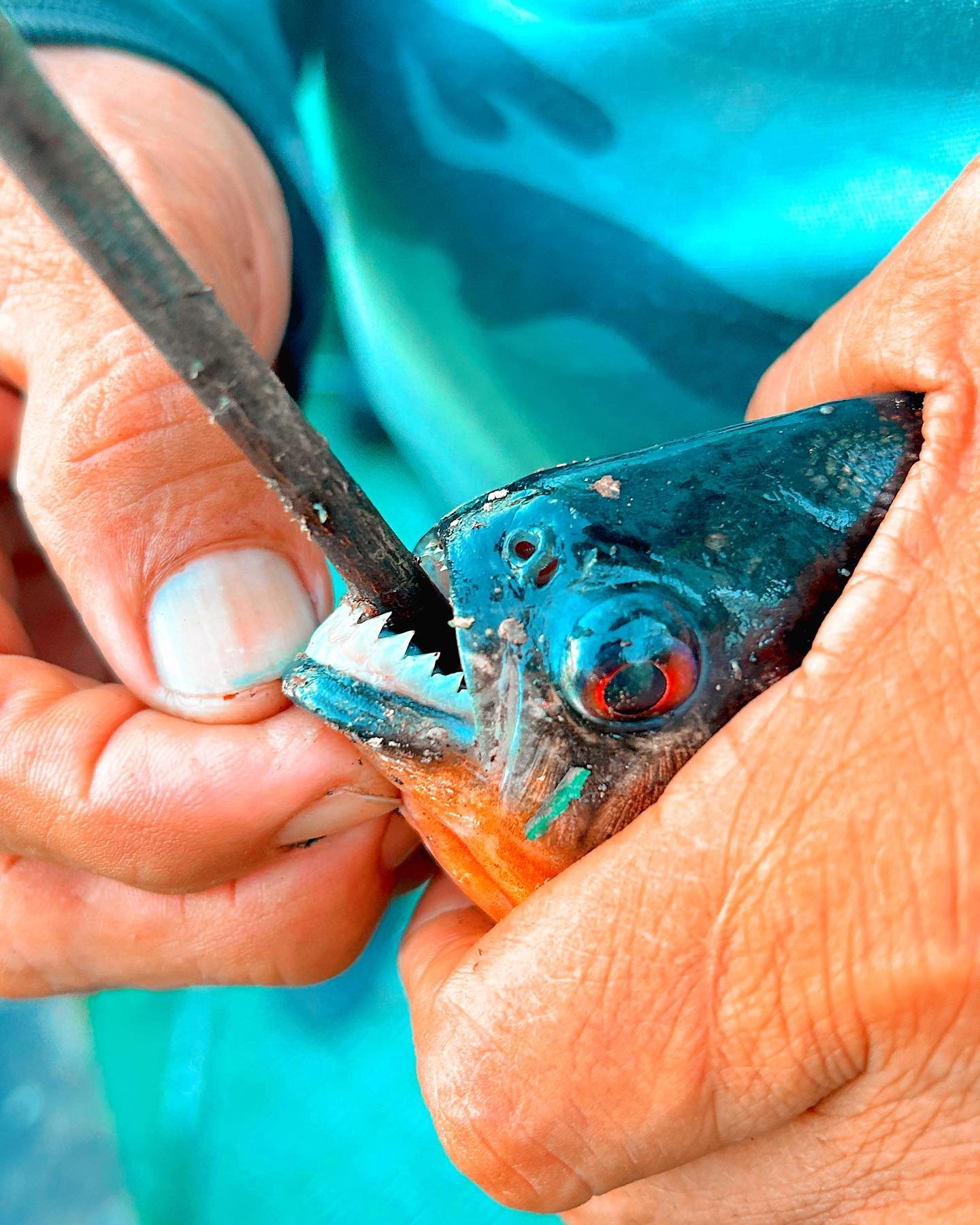 A guide pries open a piranha's jaw with pliers during an Amazon trek and survival tour, revealing its razor-sharp interlocking teeth up close