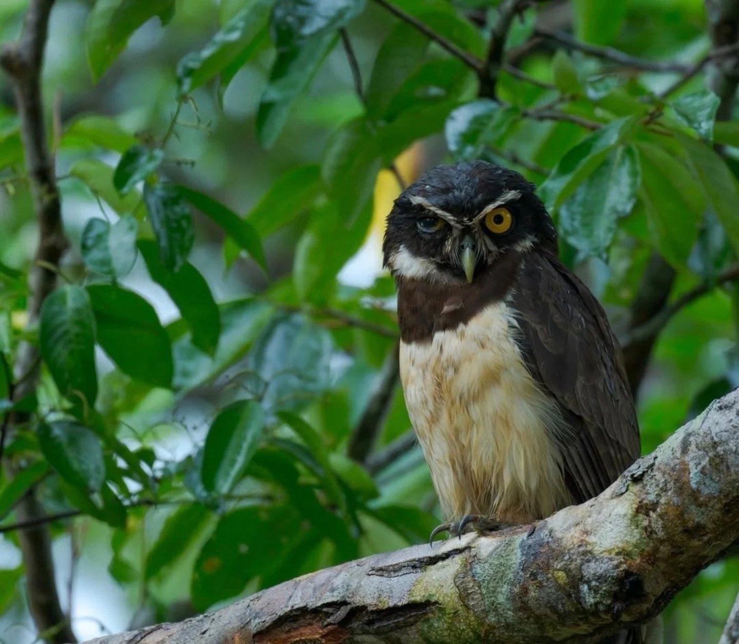 A dark-brown owl with vivid yellow eyes and a pale cream breast perches on a mossy branch surrounded by lush green rainforest foliage during an Amazon trek and survival tour