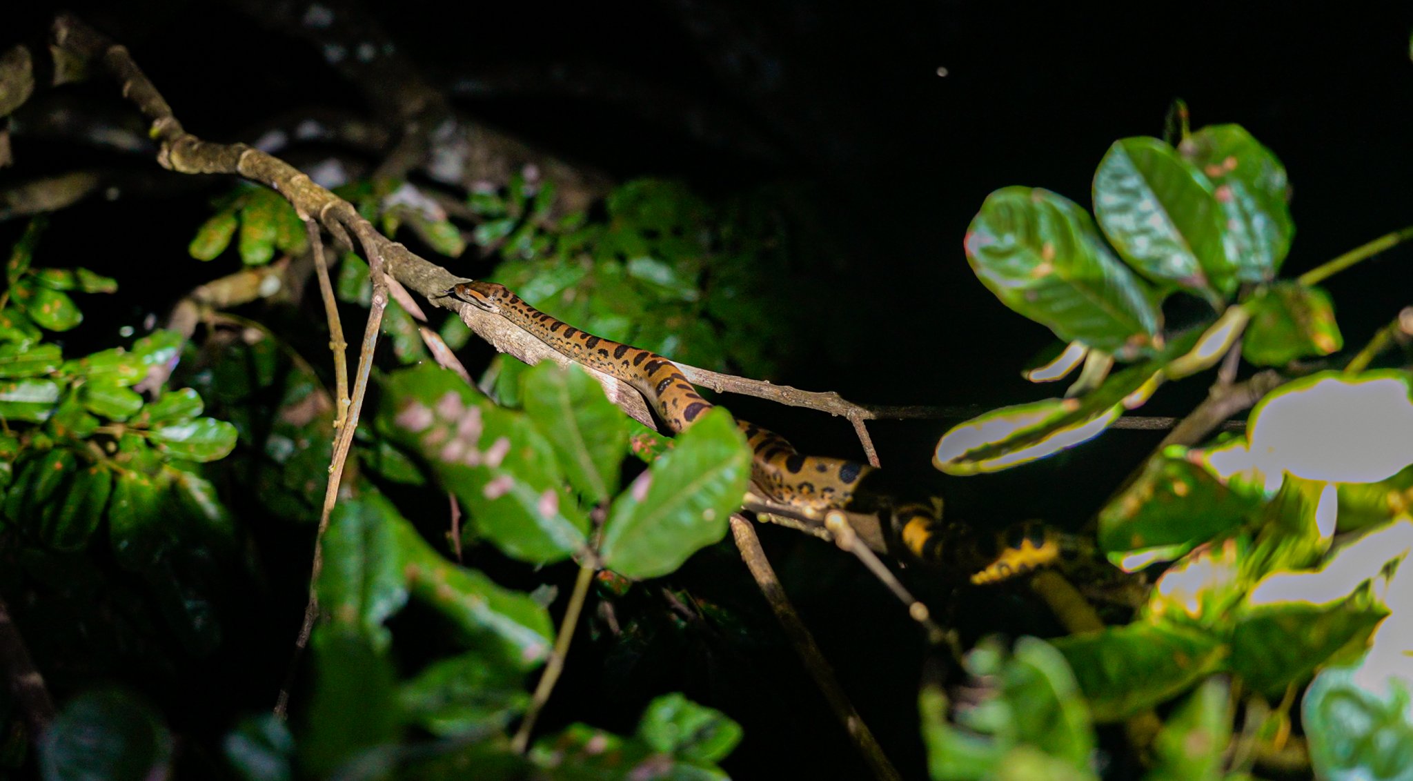 Spotted, vivid, and hunting after dark — the rainforest never sleeps. A boldly patterned orange and black spotted snake coils along a thin branch during an Amazon trek and survival tour night safari, surrounded by dark tropical foliage