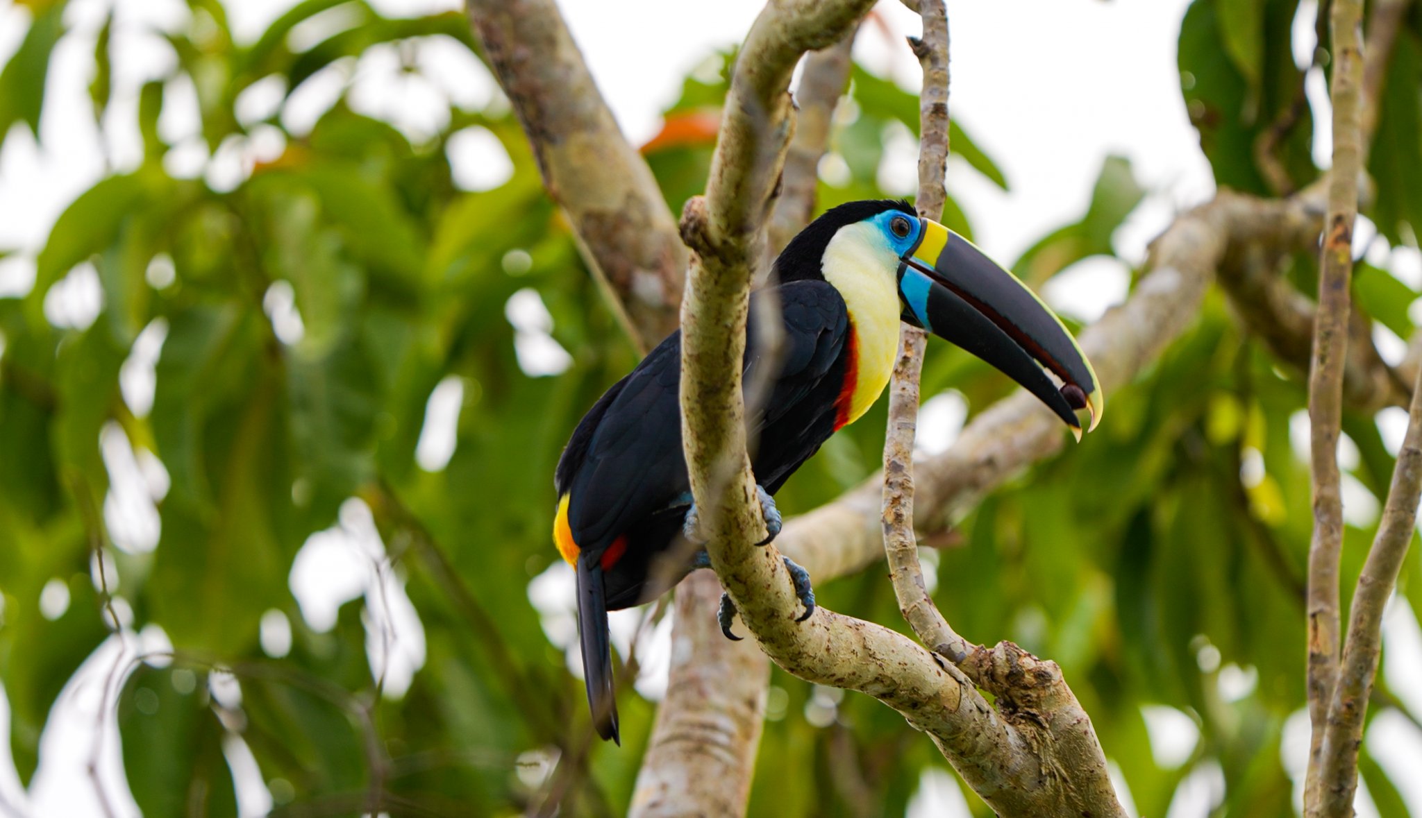 That oversized beak, built not for show but for reaching fruit deep in the canopy. A large toucan with a vivid blue-and-yellow beak and black plumage perches on a bare branch surrounded by green canopy foliage during an Amazon trek and survival tour