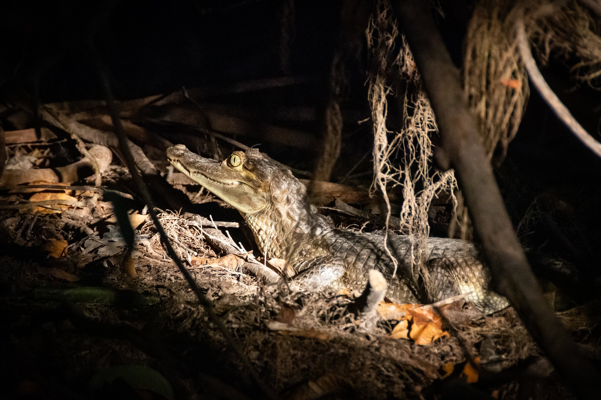 Ancient eyes in the dark — a juvenile caiman holds perfectly still. Photo: Vitor Marigo A juvenile caiman caught in torchlight at night during an Anavilhanas Jungle Lodge Brazil night tour, its golden slit eye gleaming as it rests among roots and leaf litter on the forest floor