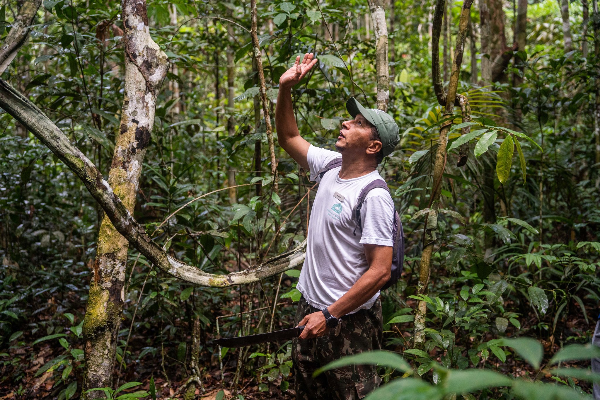 One raised hand, a thousand secrets hidden in the canopy above. Photo: Alex Fisberg A local guide at Anavilhanas Jungle Lodge Brazil points upward into the dense rainforest canopy during a dryland hiking trail, holding a machete as he scans the treetops for wildlife