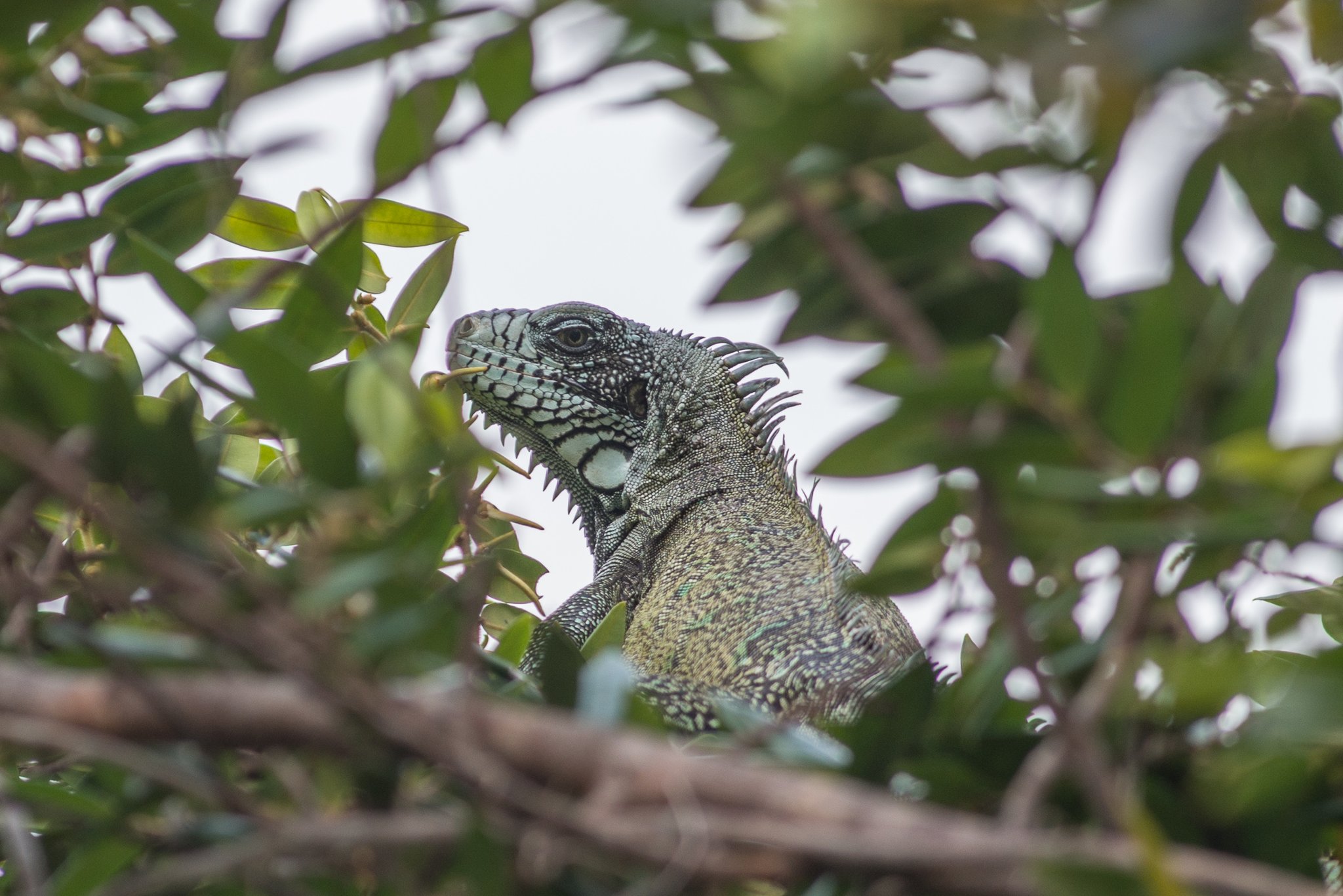 Scaled, still, and perfectly hidden — the canopy keeps its secrets well. Photo: MARCELO ISOLA A large green iguana perched among dense leafy branches, its scaled head and dorsal spines in sharp focus against a pale sky at Anavilhanas Jungle Lodge Brazil