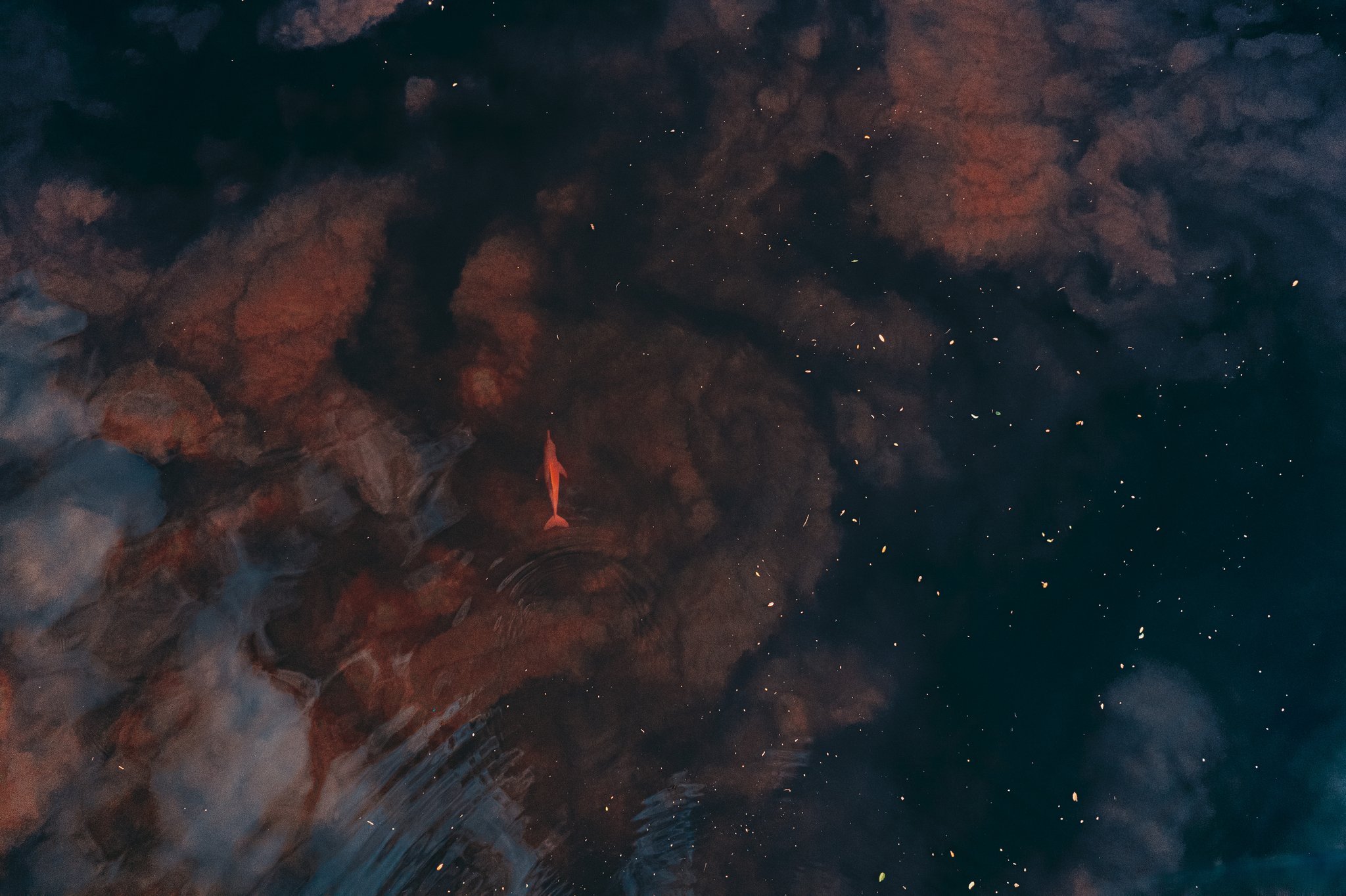 Rose-pink and barely visible, a river dolphin slips through the mirror-black water. Aerial view of a pink river dolphin gliding just beneath the dark tannin-rich waters of the Rio Negro near Anavilhanas Jungle Lodge Brazil, with cloud reflections shimmering across the surface