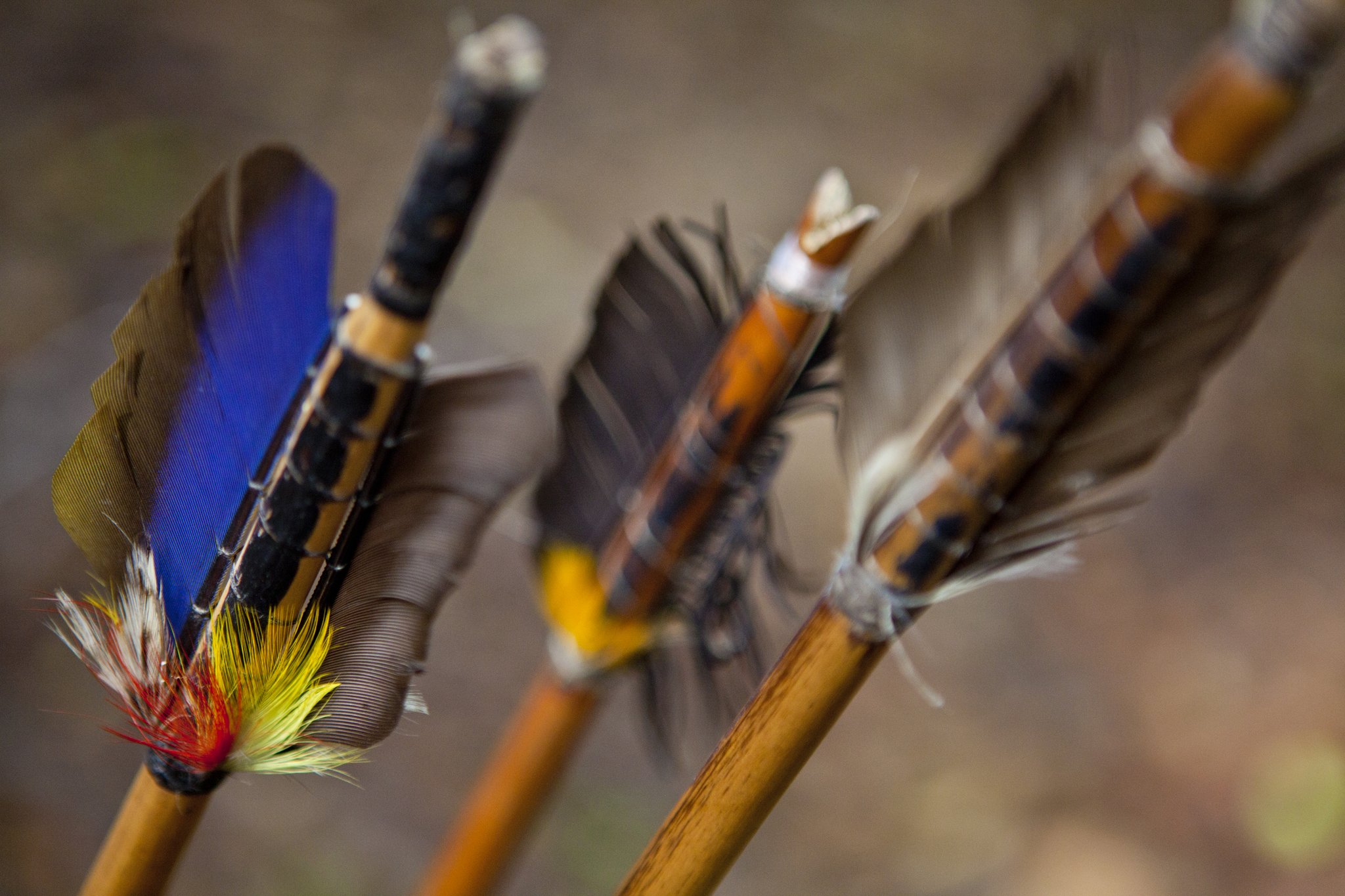Bright feathers, centuries of knowledge — each arrow a living piece of indigenous craft. Photo: Stefan Zander Close-up of handcrafted wooden arrows fletched with vivid blue, yellow, red and earth-toned feathers, used in traditional archery at Anavilhanas Jungle Lodge Brazil
