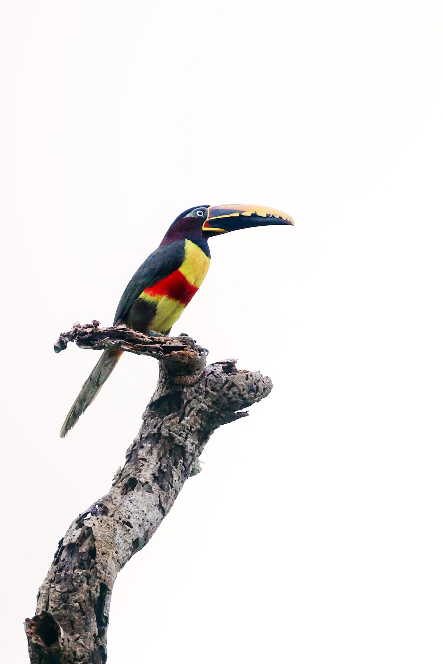A final morning of birdwatching brings the chestnut-eared aracari into view. Photo: All rights reserved Chestnut-eared aracari perched on a dead branch, a birdwatching highlight in the Amazon