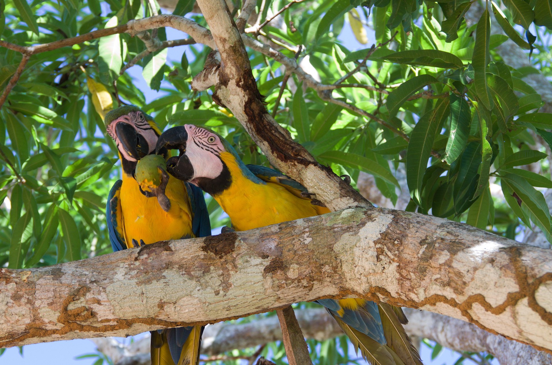 Two wild blue-and-yellow macaws sharing a green fruit on a tree branch in Brazil, a memorable wildlife encounter on brazil luxury tours
