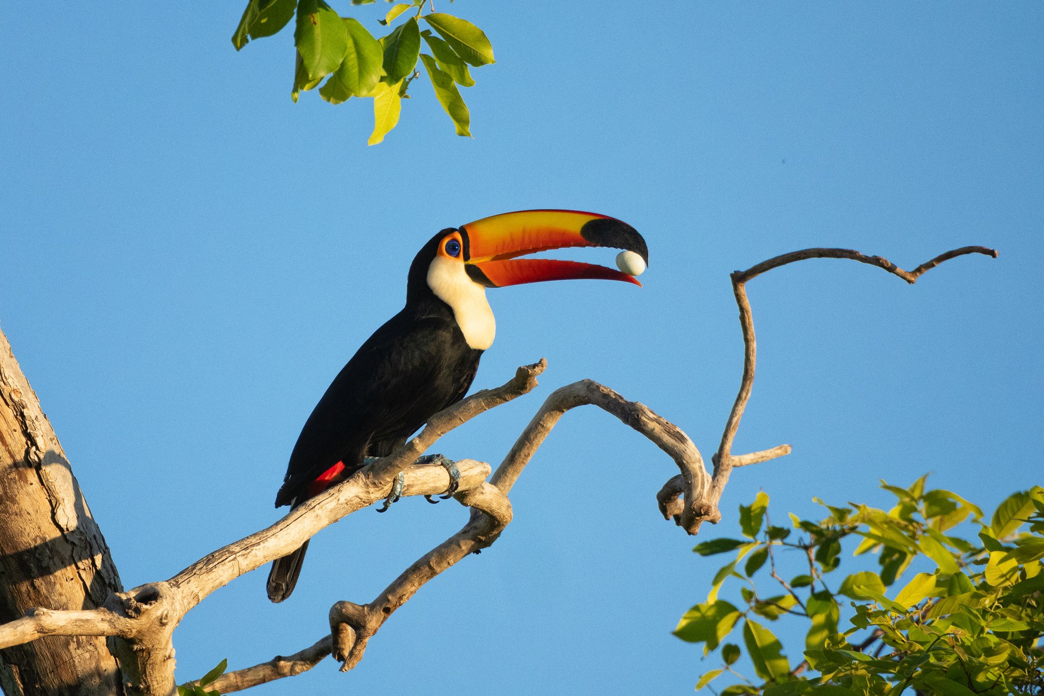 A toco toucan perched on a bare branch against a clear blue sky during a Brazil wildlife ecotourism trip, tossing a white berry into the air with its vivid orange-and-red bill