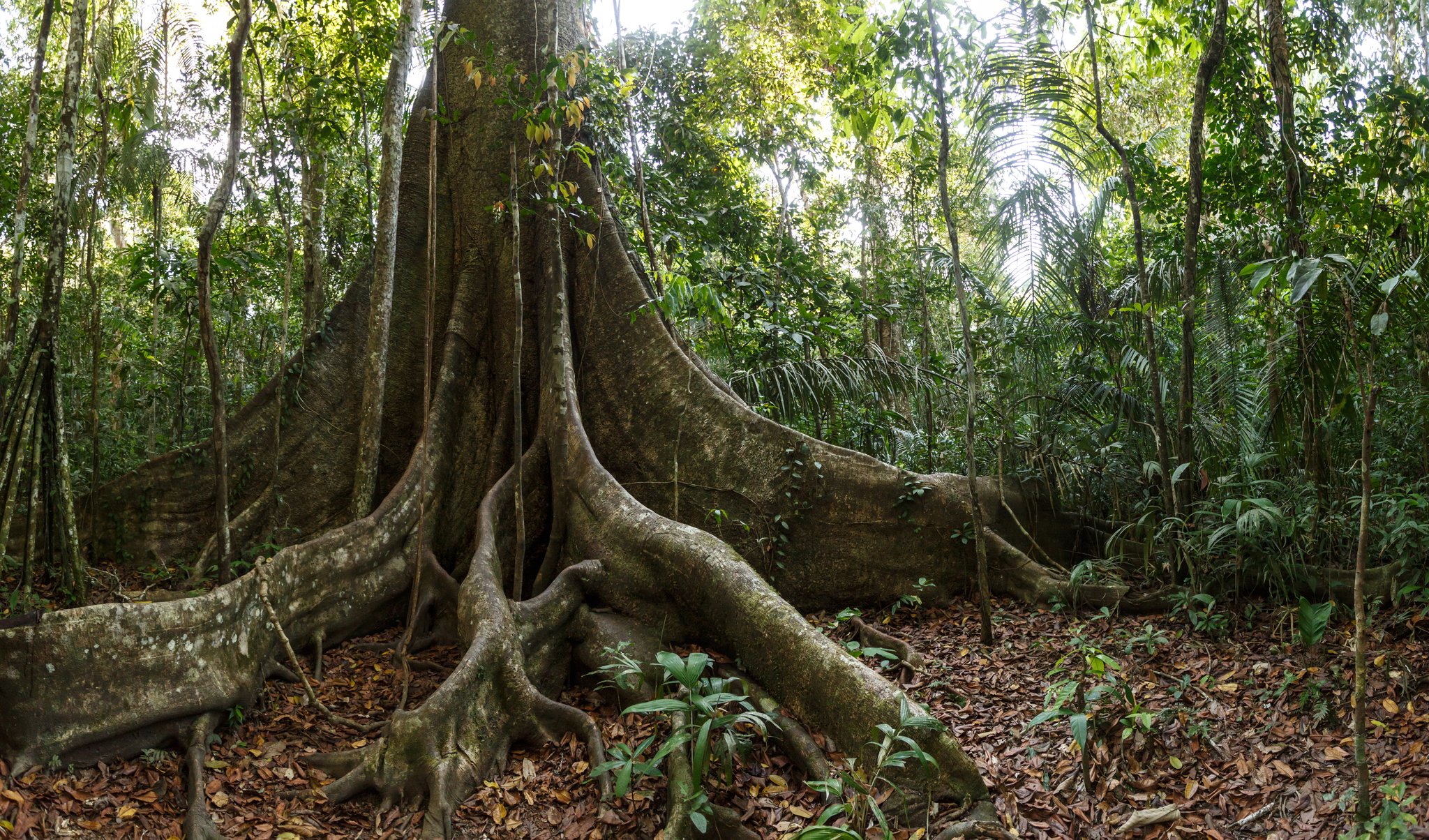 Giant buttress roots of a kapok tree towering over the forest floor on a brazilian amazon expedition