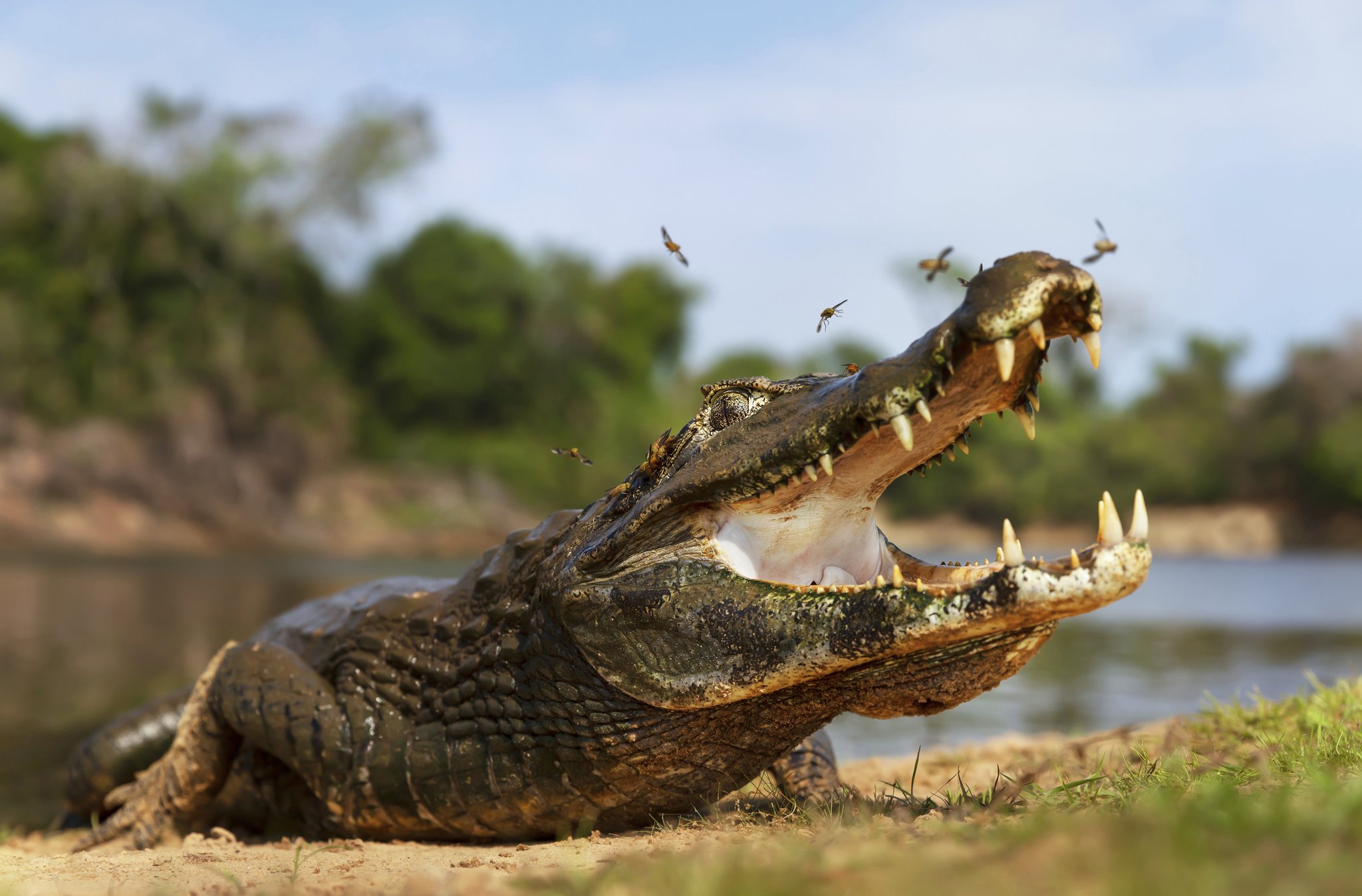 A caiman basks on a sandy riverbank with its jaws wide open and insects buzzing around its snout, a scene typical of a budget Pantanal tour wildlife encounter