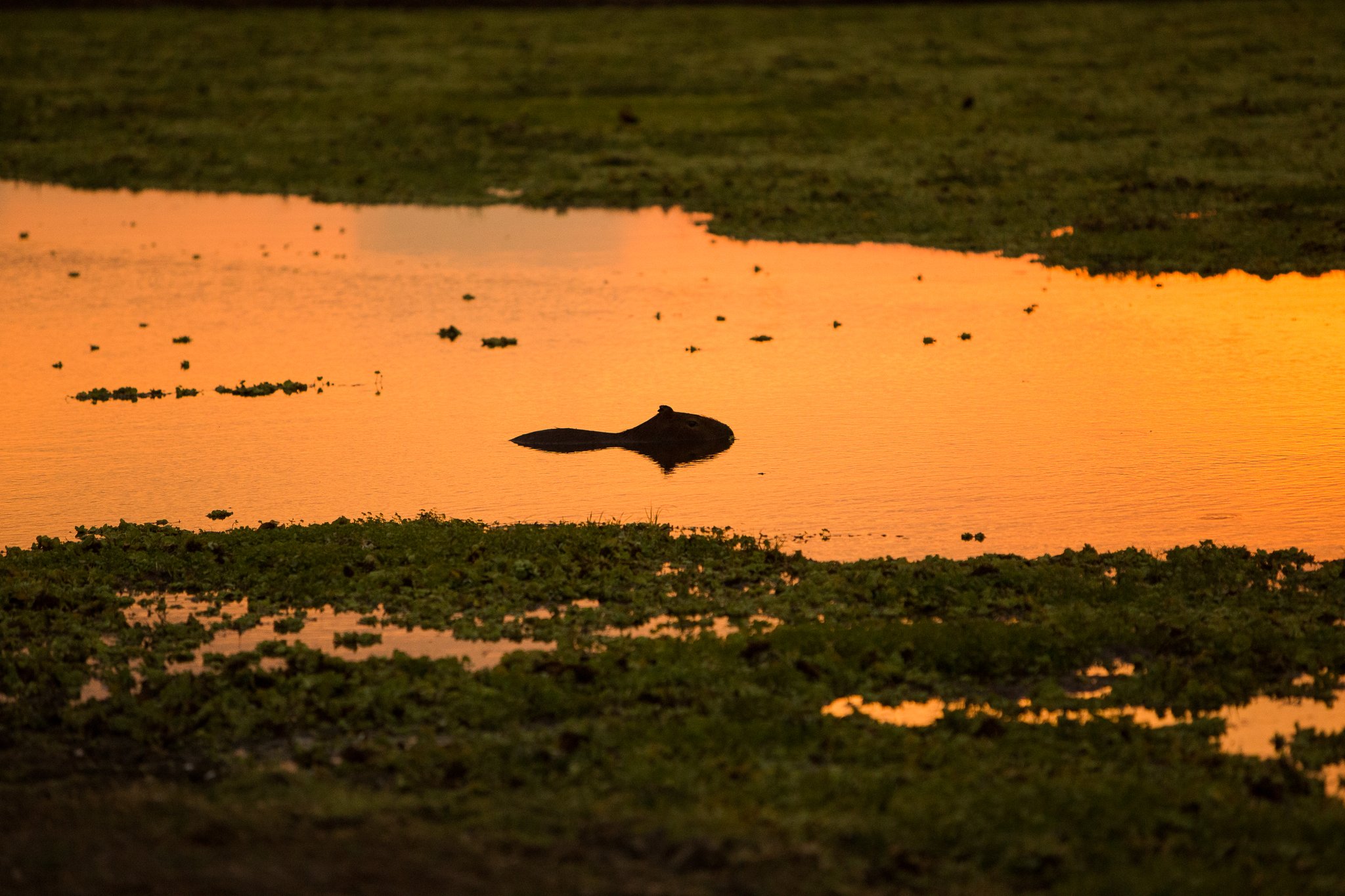 A capybara silhouetted against a glowing orange sunset reflection on a shallow wetland channel surrounded by aquatic vegetation, seen on a budget Pantanal tour