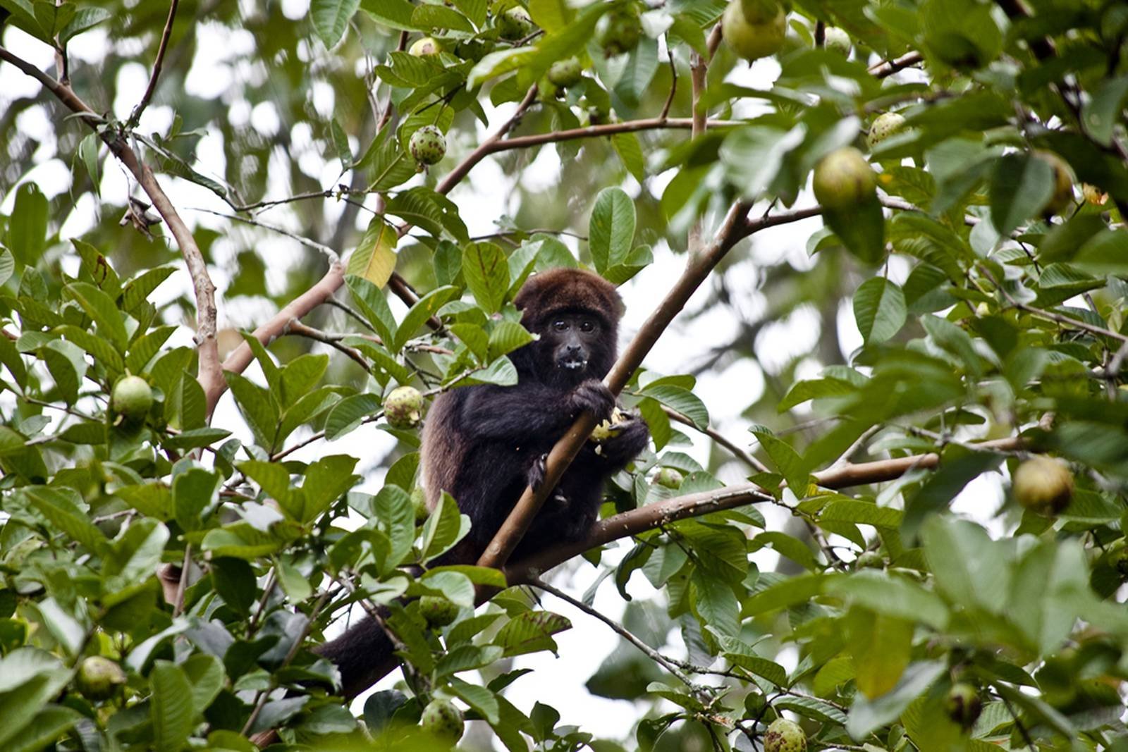 A dark-furred howler monkey perched in a fruit-laden tree, gripping a branch and feeding on small green fruits during a budget Pantanal tour wildlife safari