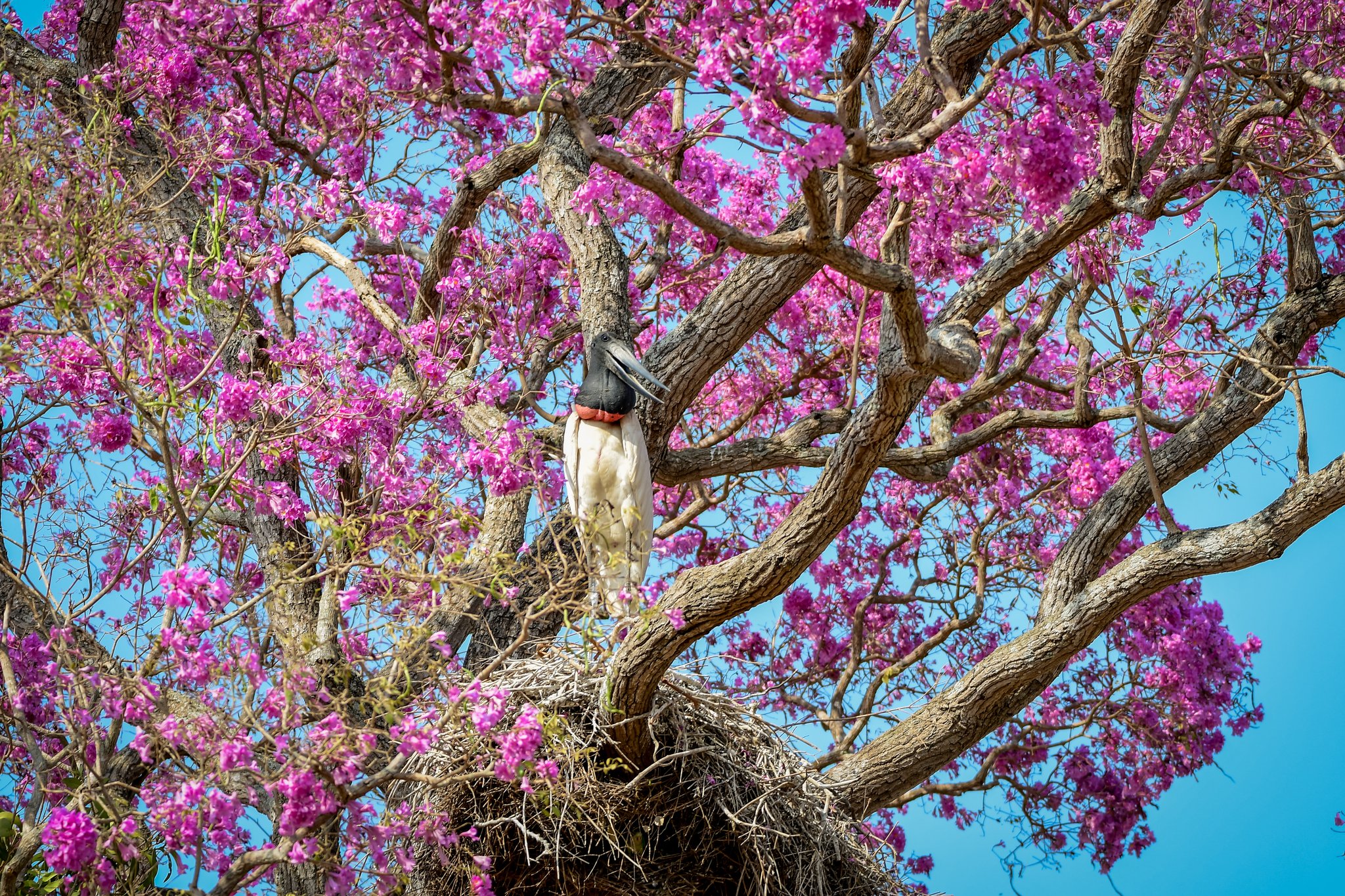 A jabiru stork stands on its large stick nest in a flowering pink tree, framed by vivid magenta blossoms and blue sky — a striking wildlife encounter on a budget Pantanal tour