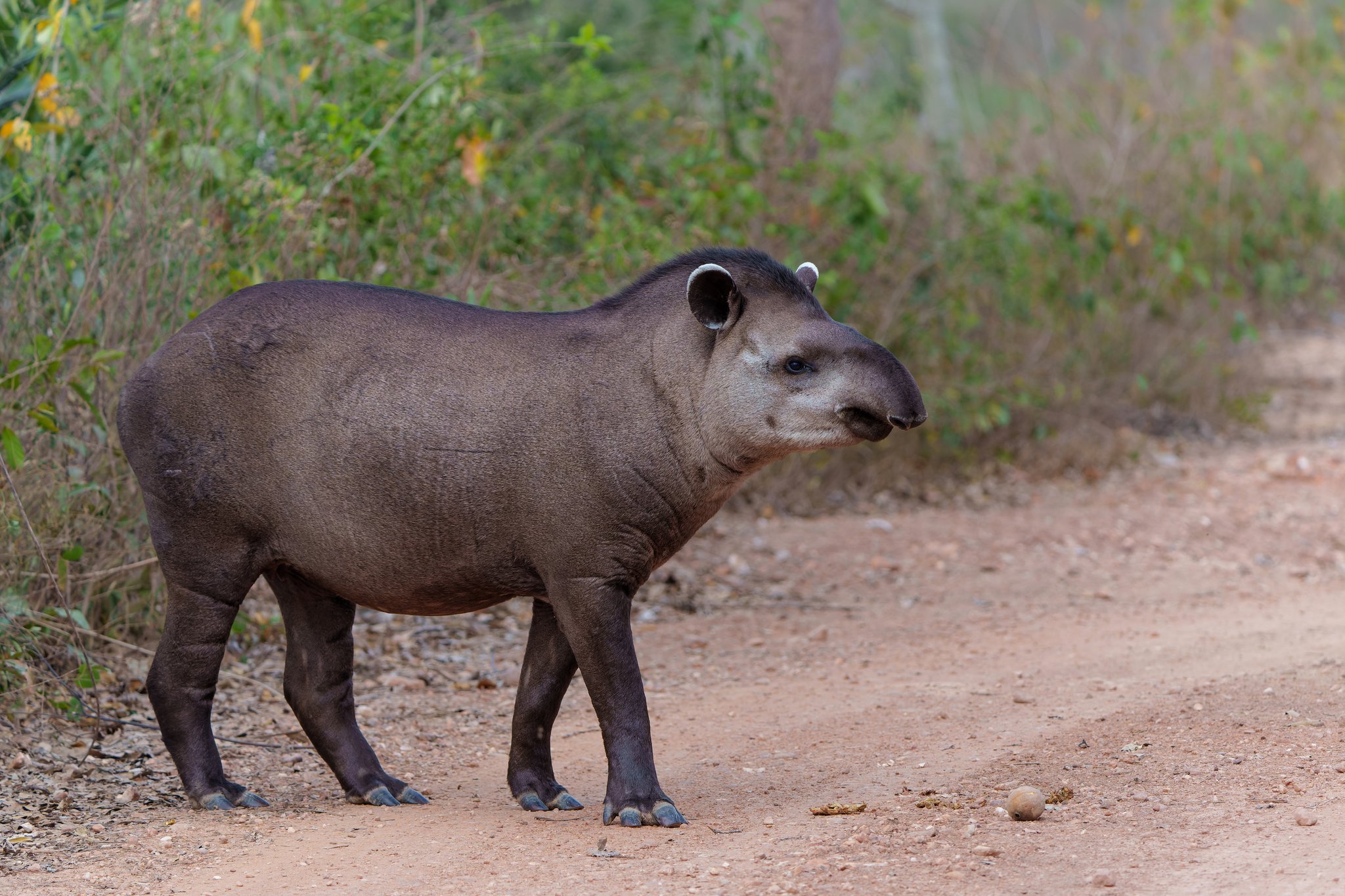 A South American tapir pauses on a dusty dirt road during a budget Pantanal tour wildlife safari, dense green scrub visible behind it